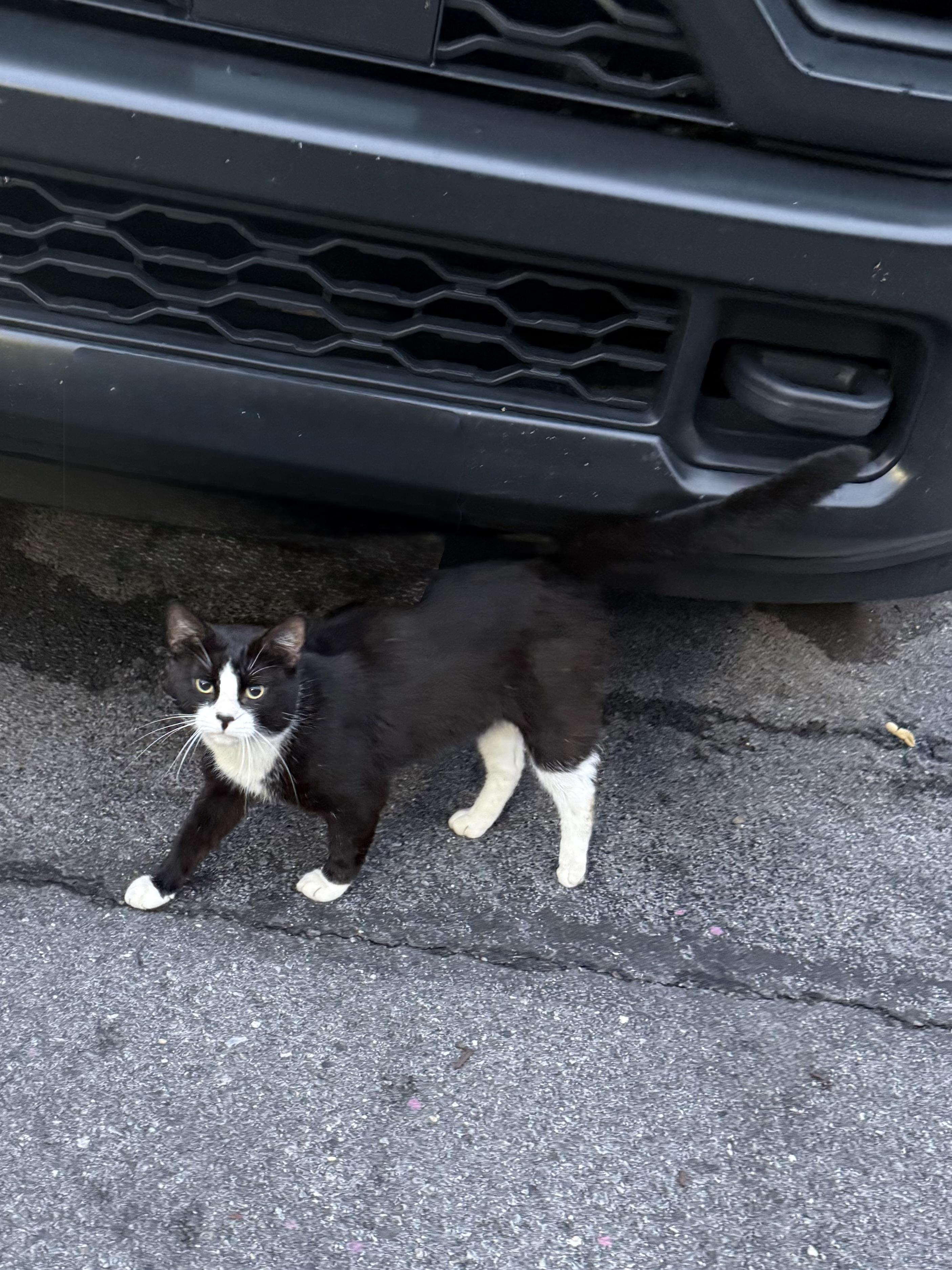 Milo, an adopted Domestic Short Hair in Beltsville, MD image 5/5