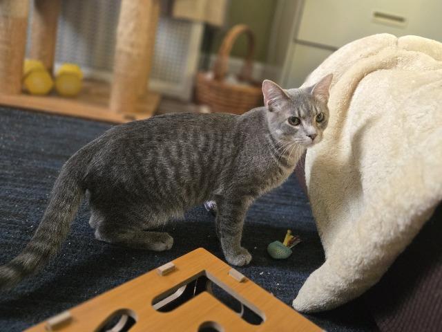 Enlarge Hide, a Adoptable mixed breed in Cincinnati, OH image 1/6