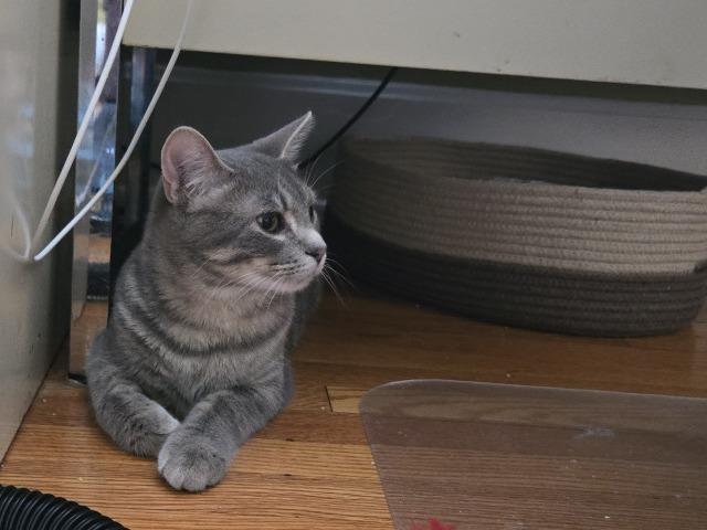 Enlarge Hide, a Adoptable mixed breed in Cincinnati, OH image 2/6