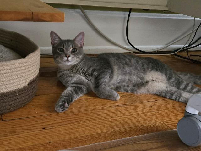 Enlarge Hide, a Adoptable mixed breed in Cincinnati, OH image 3/6