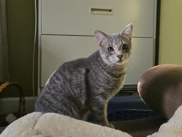 Enlarge Hide, a Adoptable mixed breed in Cincinnati, OH image 4/6