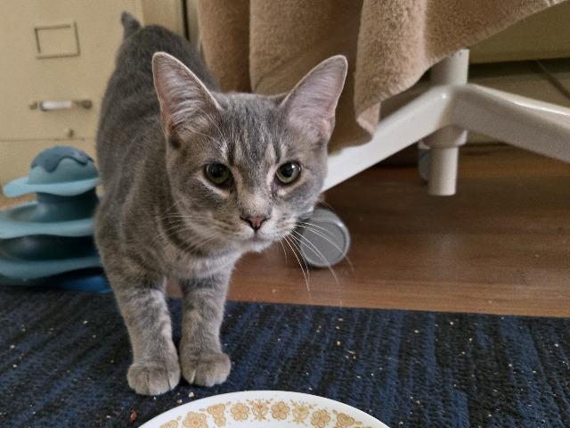 Enlarge Hide, a Adoptable mixed breed in Cincinnati, OH image 5/6