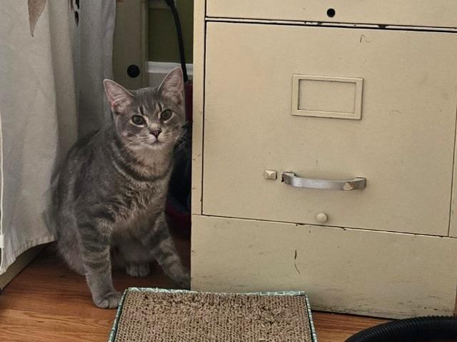 Enlarge Hide, a Adoptable mixed breed in Cincinnati, OH image 6/6