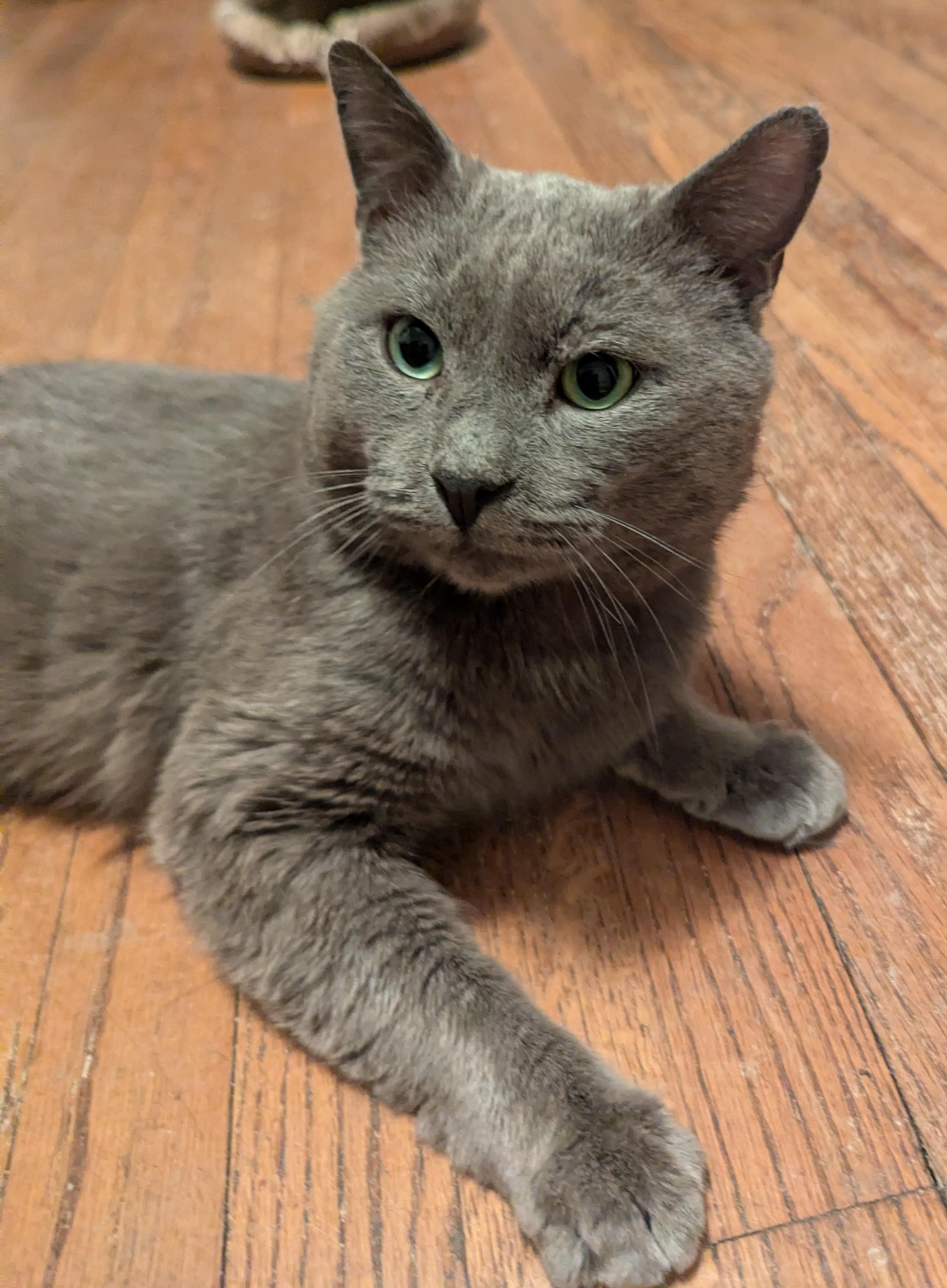 Enlarge Sterling ** Beautiful Eyes **, a Adoptable mixed breed in Livonia, MI image 5/6