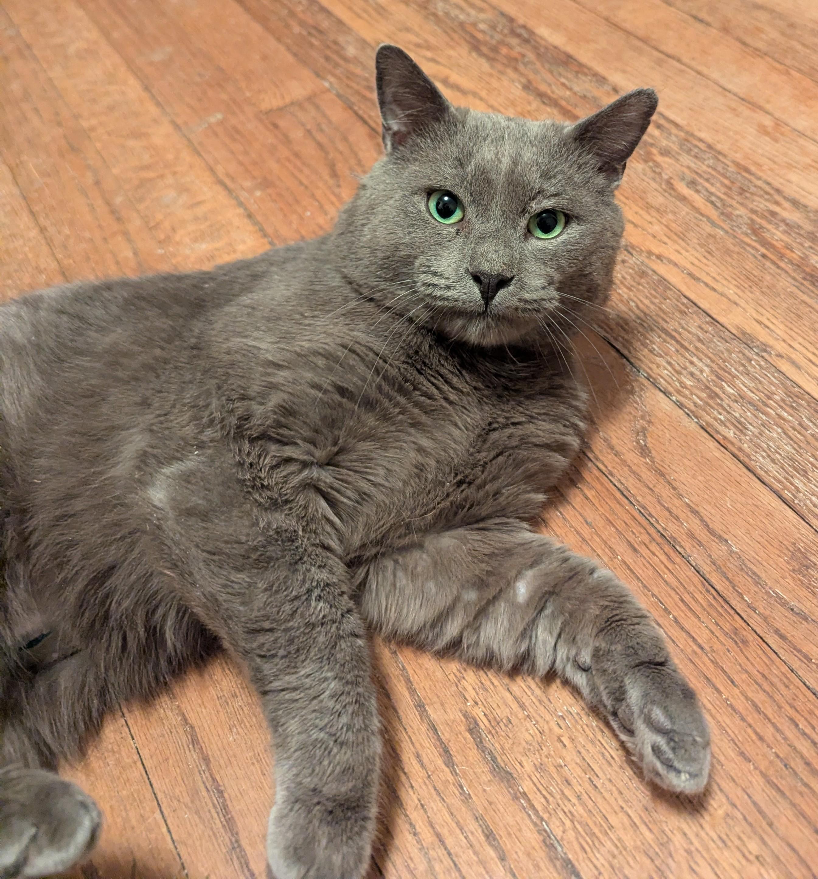 Enlarge Sterling ** Beautiful Eyes **, a Adoptable mixed breed in Livonia, MI image 3/6