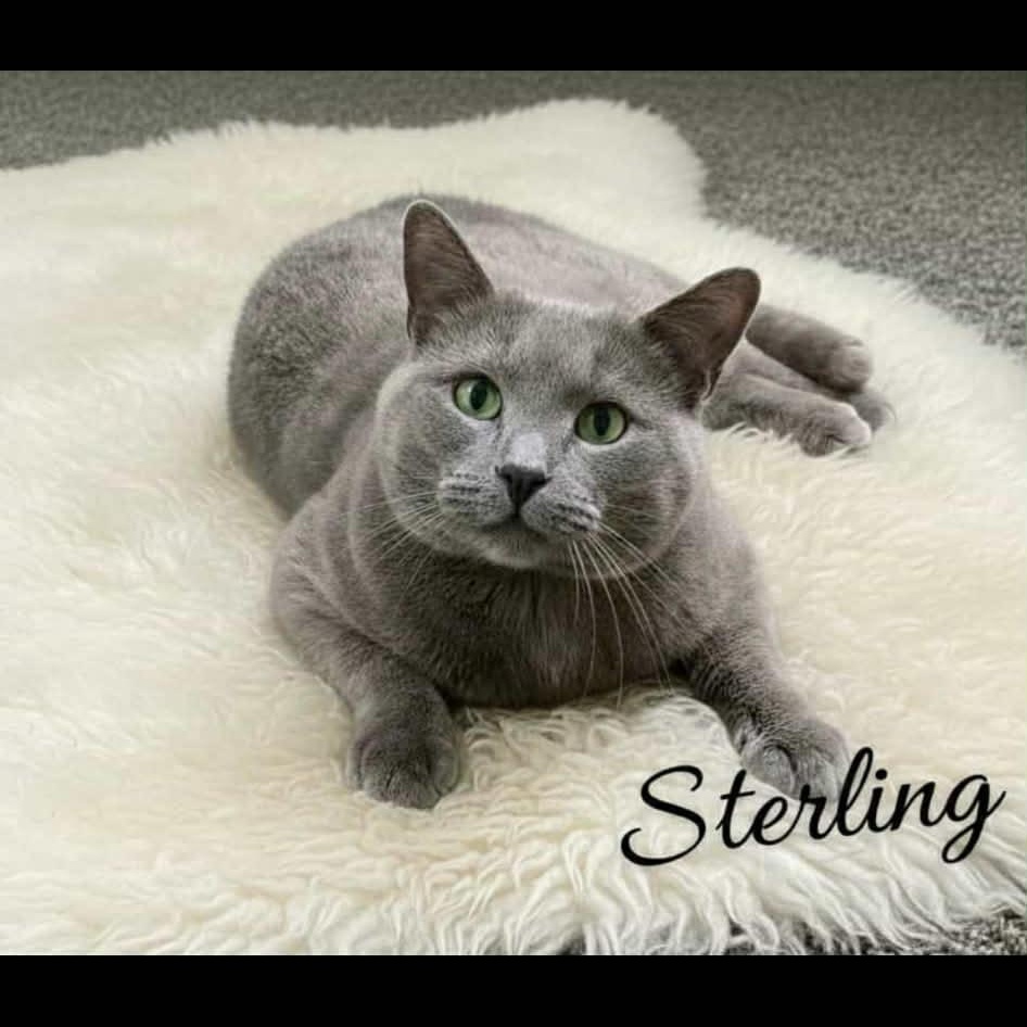 Enlarge Sterling, a Adoptable mixed breed in Livonia, MI image 2/3