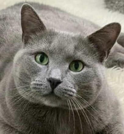 Enlarge Sterling, a Adoptable mixed breed in Livonia, MI image 1/3