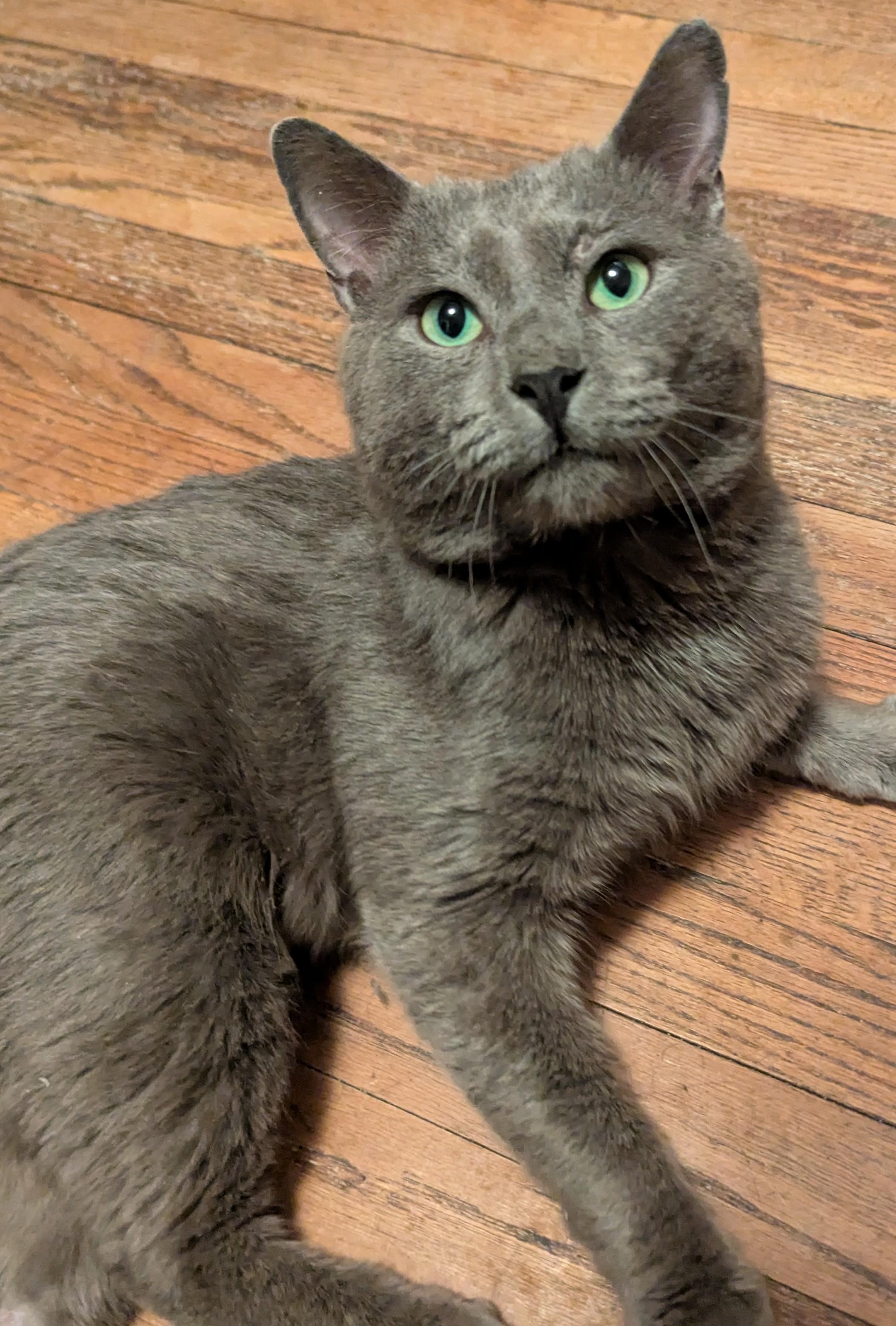 Enlarge Sterling ** Beautiful Eyes **, a Adoptable mixed breed in Livonia, MI image 4/6