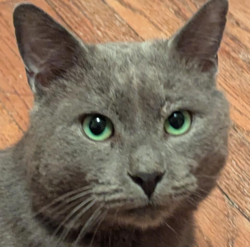 Sterling ** Beautiful Eyes **, Adoptable, Adult Male Russian Blue & Domestic Short Hair.