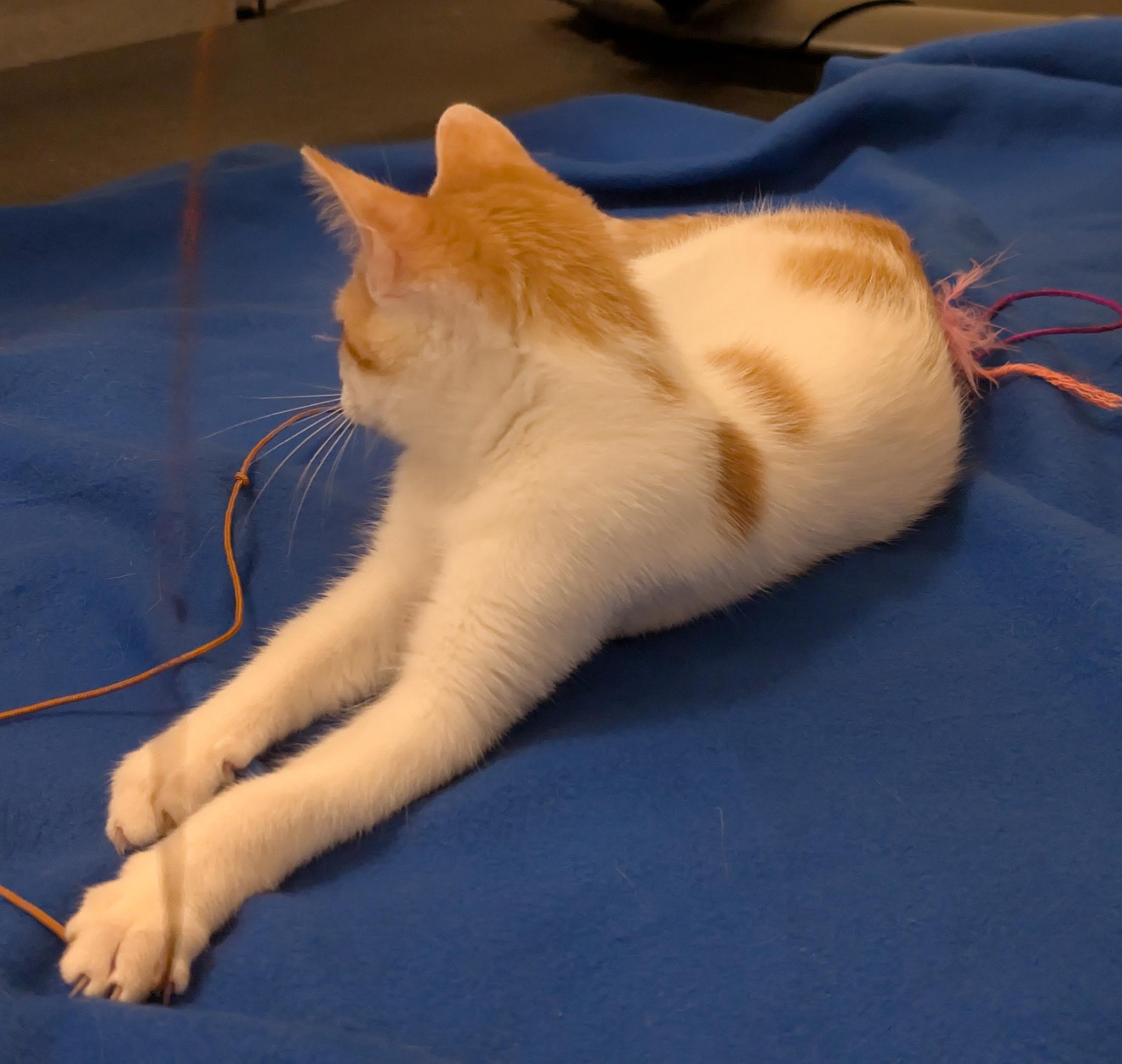 Enlarge Colby Jack (Tiff-fostered in New England), an adoptable mixed breed in Brooklyn, CT image 5/5