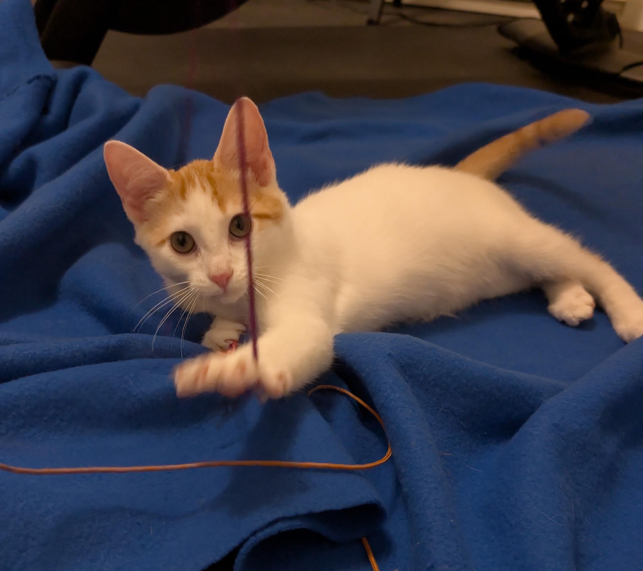 Enlarge Colby Jack (Tiff-fostered in New England), an adoptable mixed breed in Brooklyn, CT image 2/5