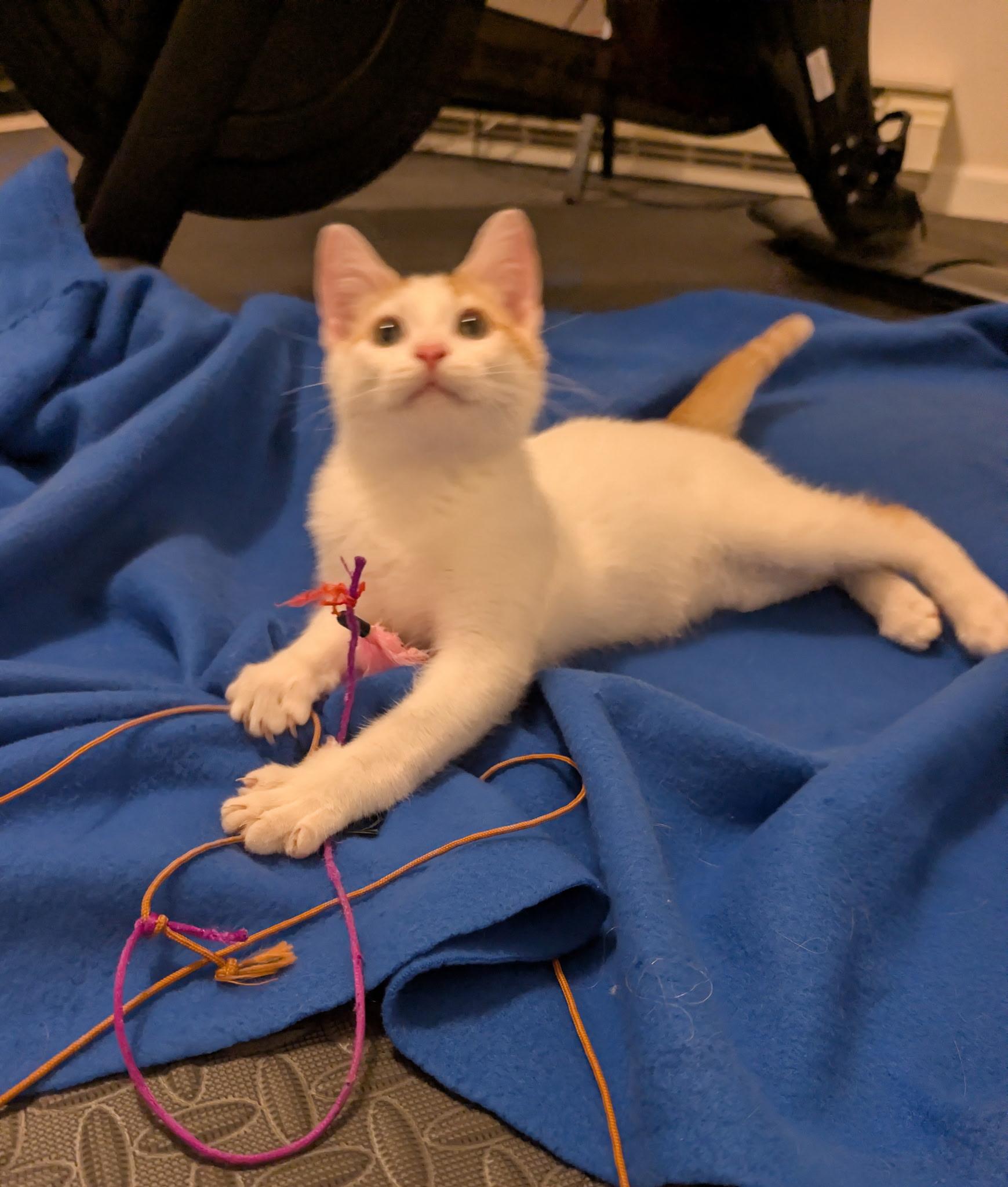 Enlarge Colby Jack (Tiff-fostered in New England), an adoptable mixed breed in Brooklyn, CT image 3/5
