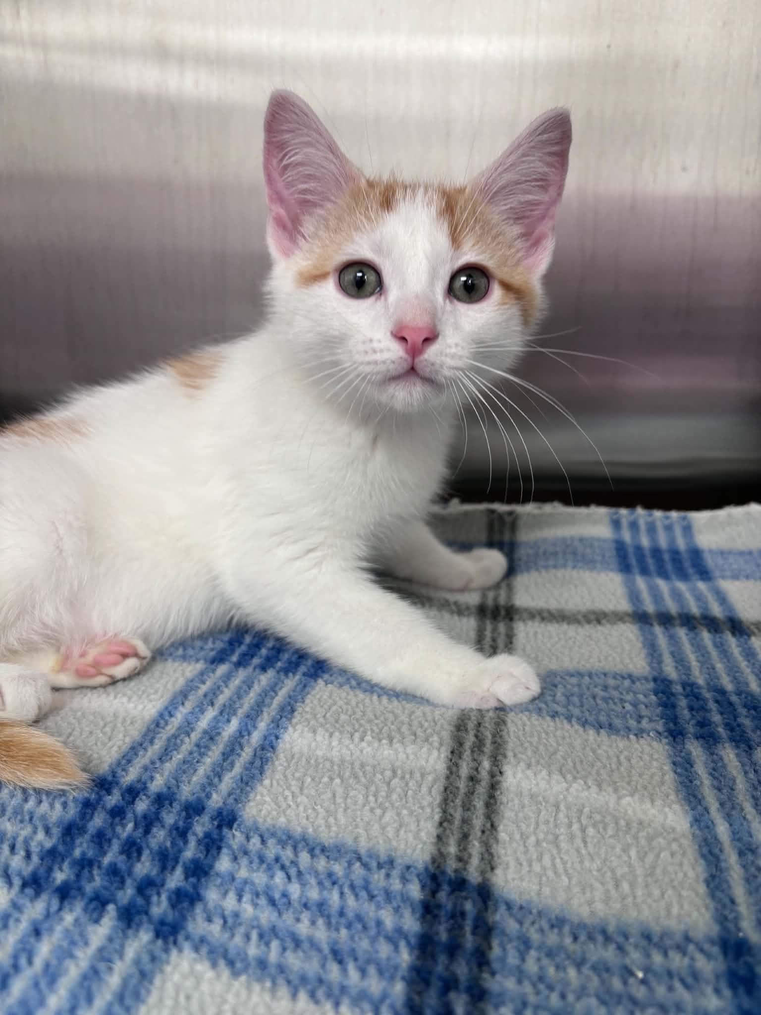 Colby Jack (Lisa-fostered in TN), adoptable, Kitten Male Domestic Short Hair & Tabby.