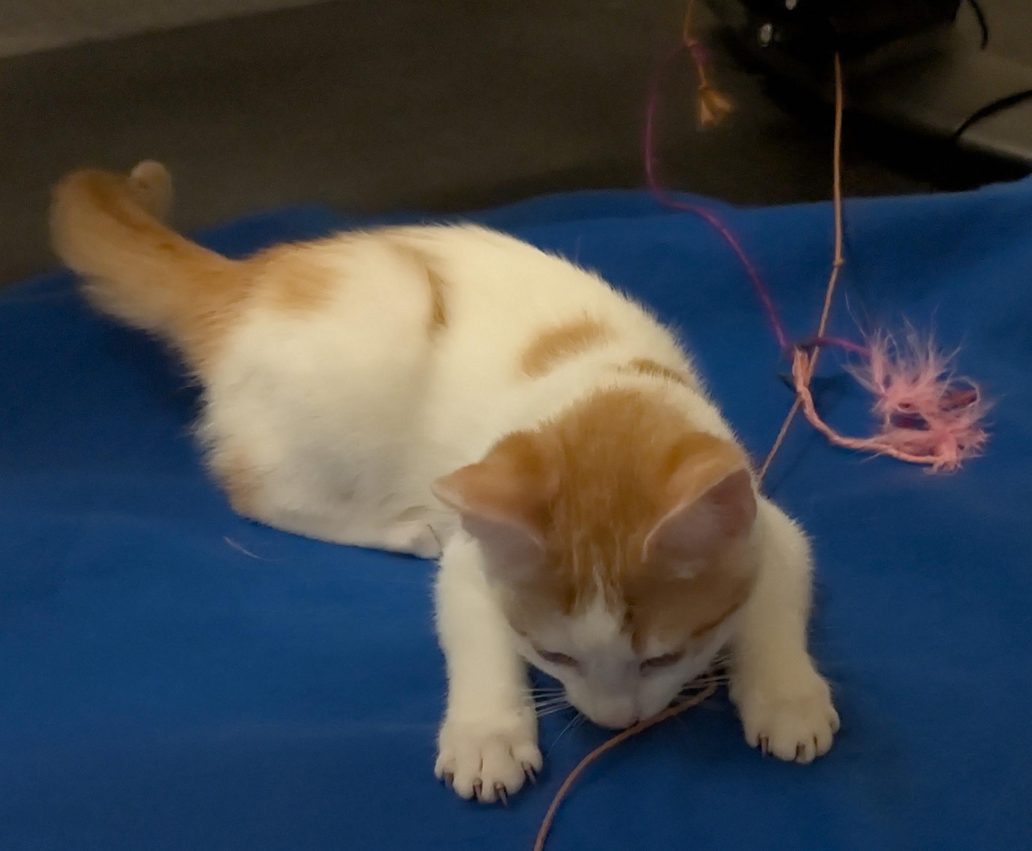 Enlarge Colby Jack (Tiff-fostered in New England), an adoptable mixed breed in Brooklyn, CT image 4/5