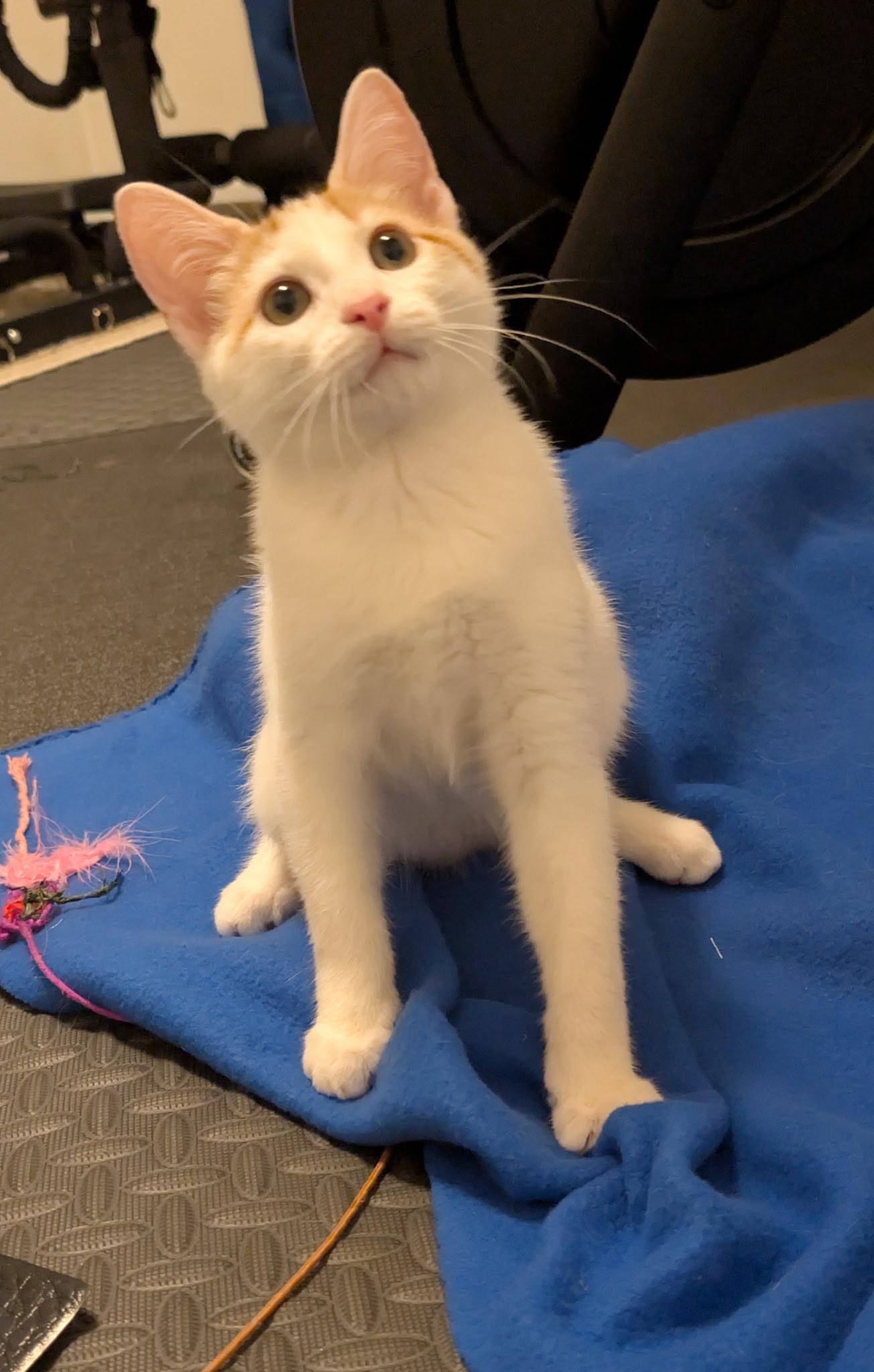 Colby Jack (Tiff-fostered in New England), adoptable, Kitten Male Domestic Short Hair & Tabby.