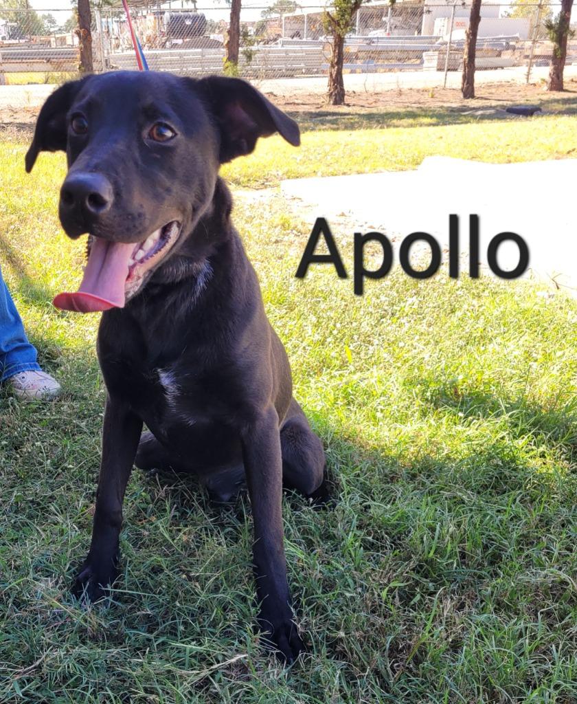 Apollo, Adoptable, Young Male Labrador Retriever.