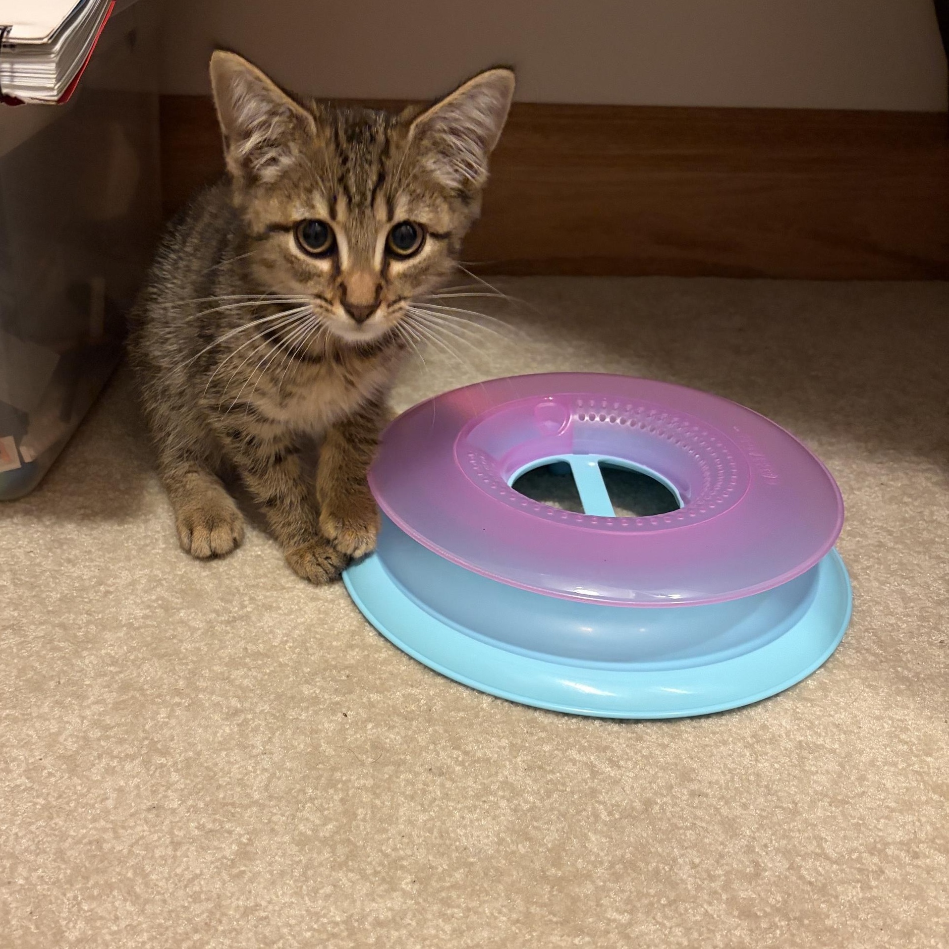 Enlarge Maple, a Adoptable Domestic Short Hair in Findlay, OH image 2/2
