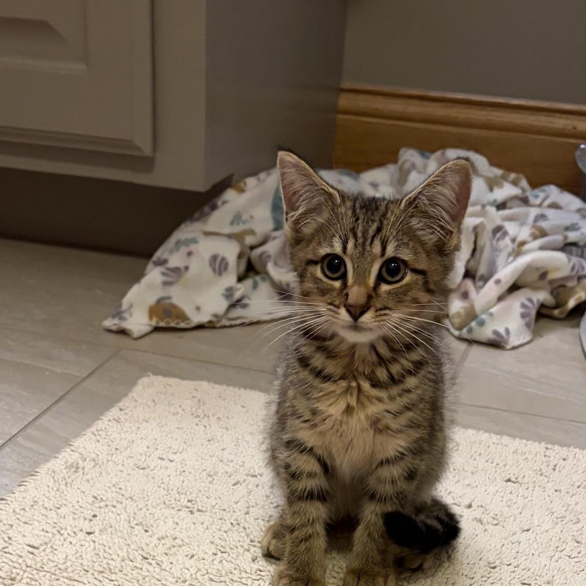 Maple, Adoptable, Kitten Male Domestic Short Hair.