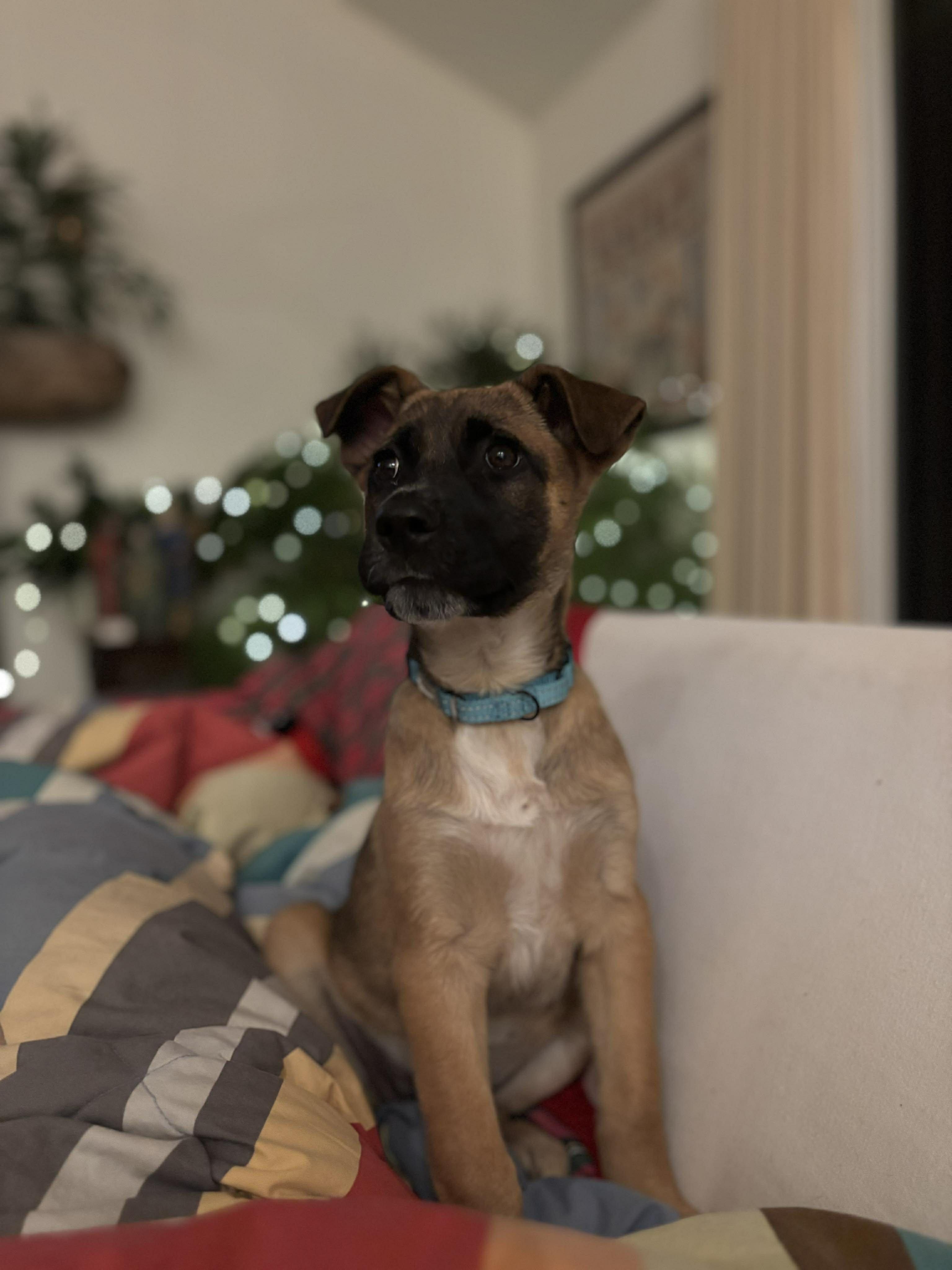 Rhianna, a Adoptable mixed breed in Chepachet, RI image 2/5