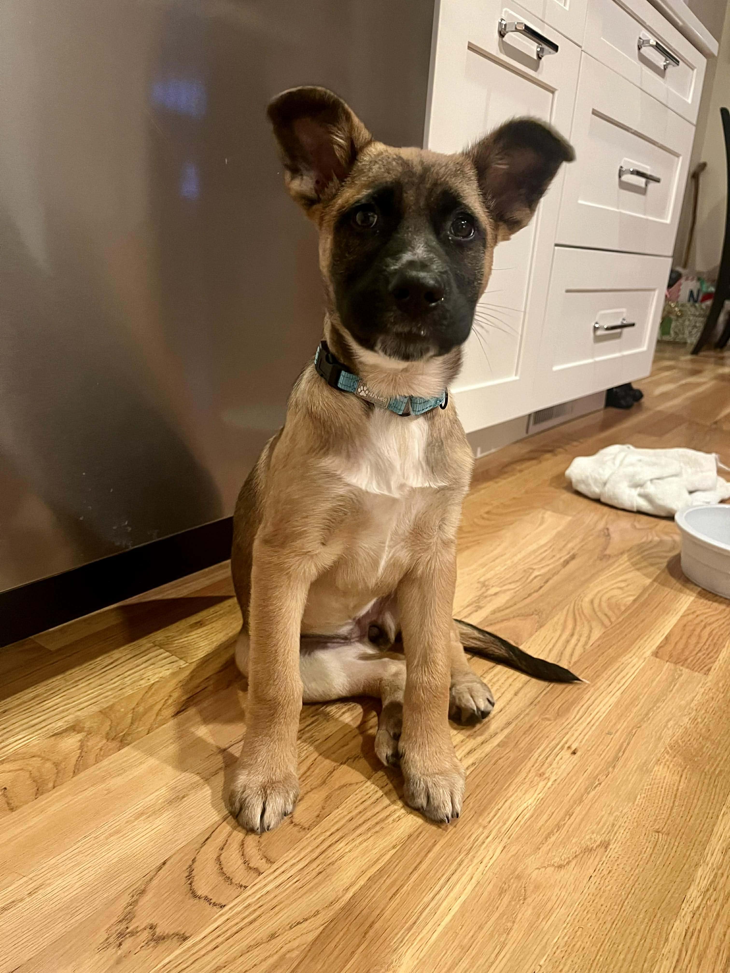 Rhianna, a Adoptable mixed breed in Chepachet, RI image 3/5