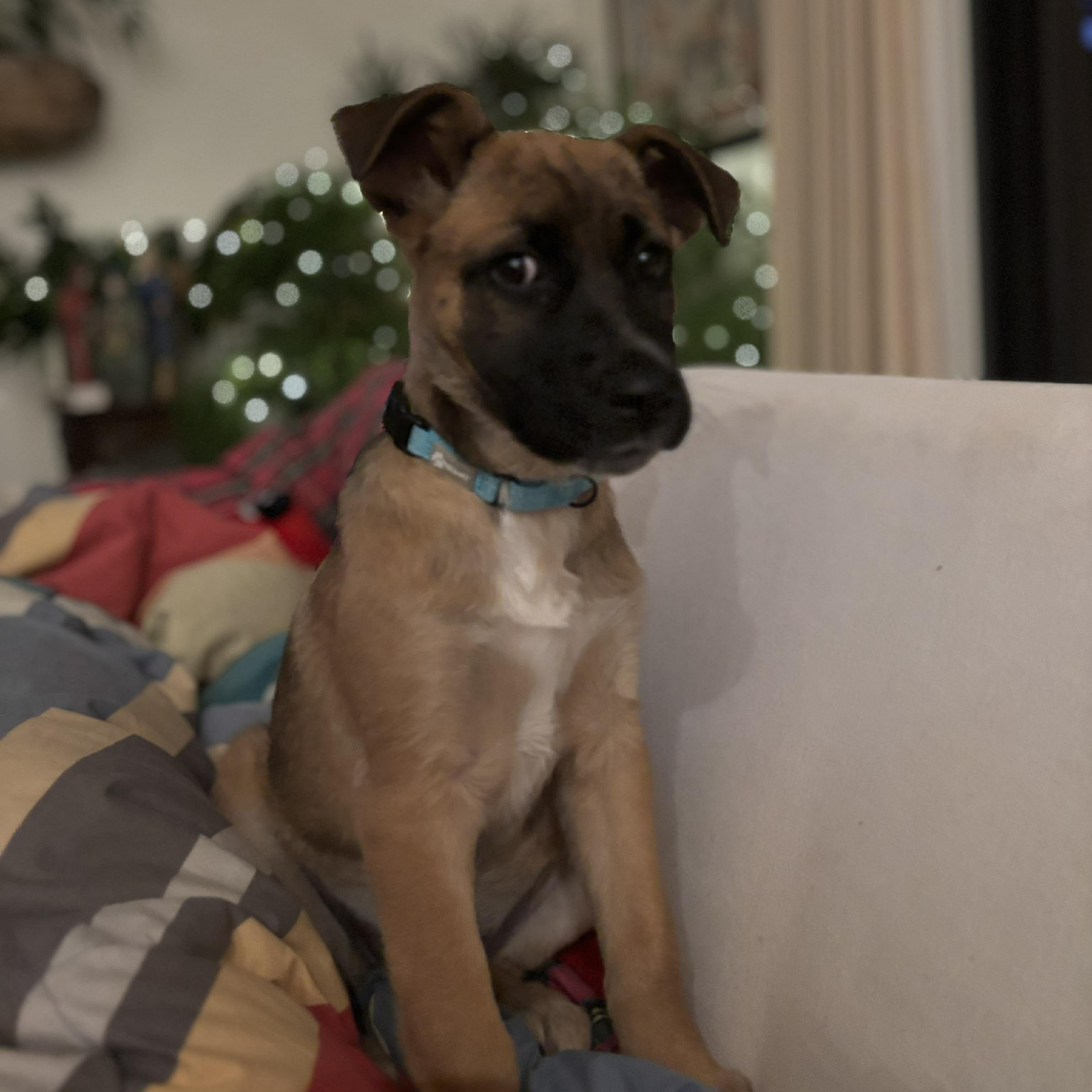 Rhianna, a Adoptable mixed breed in Chepachet, RI image 4/5