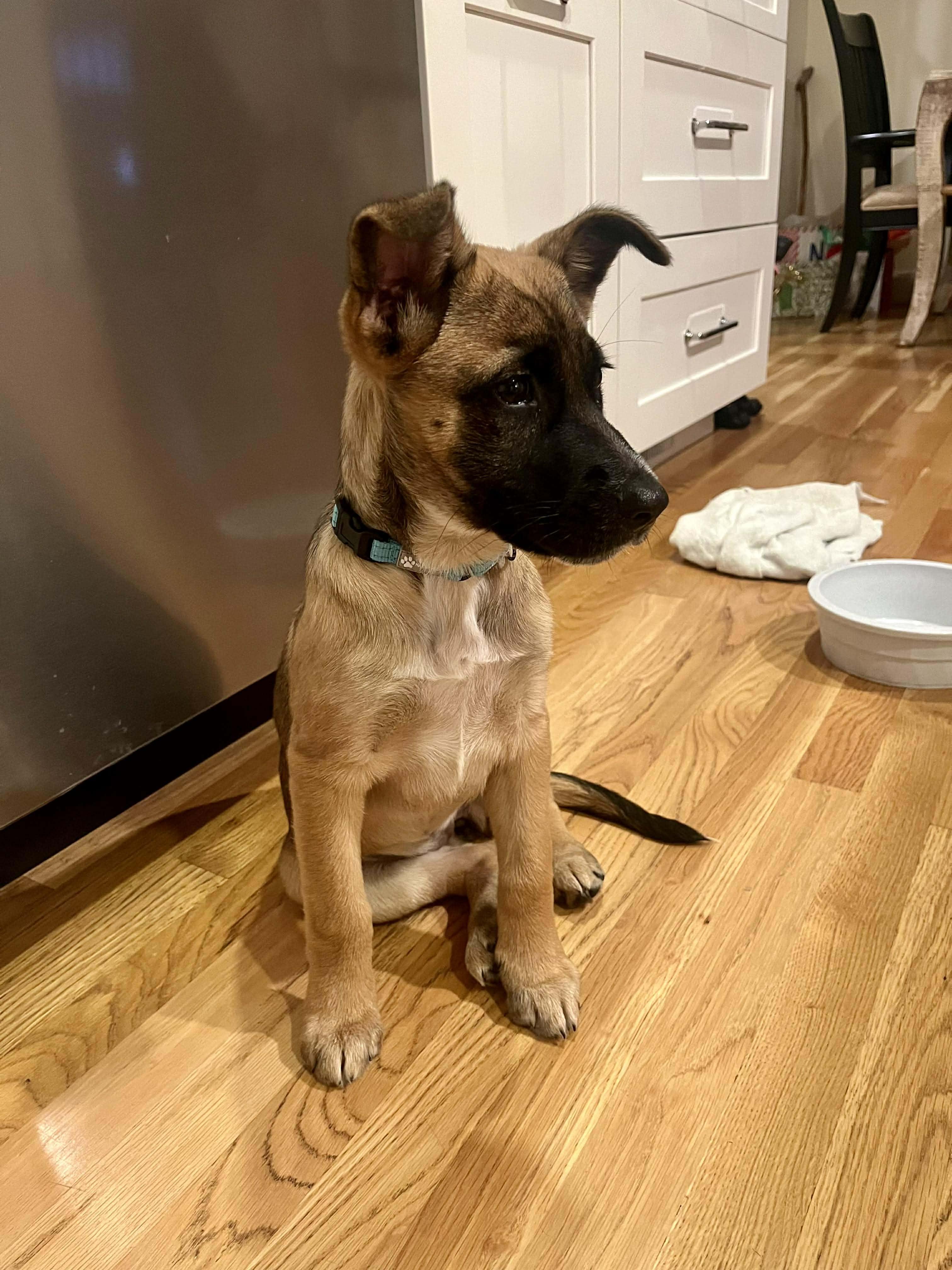 Rhianna, a Adoptable mixed breed in Chepachet, RI image 5/5