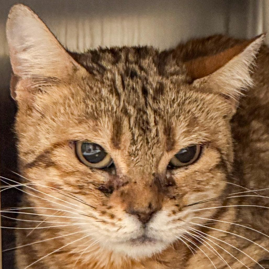 Enlarge Maggie *Avail by Appt*, a Adoptable Bengal in Kennebunk, ME image 1/2
