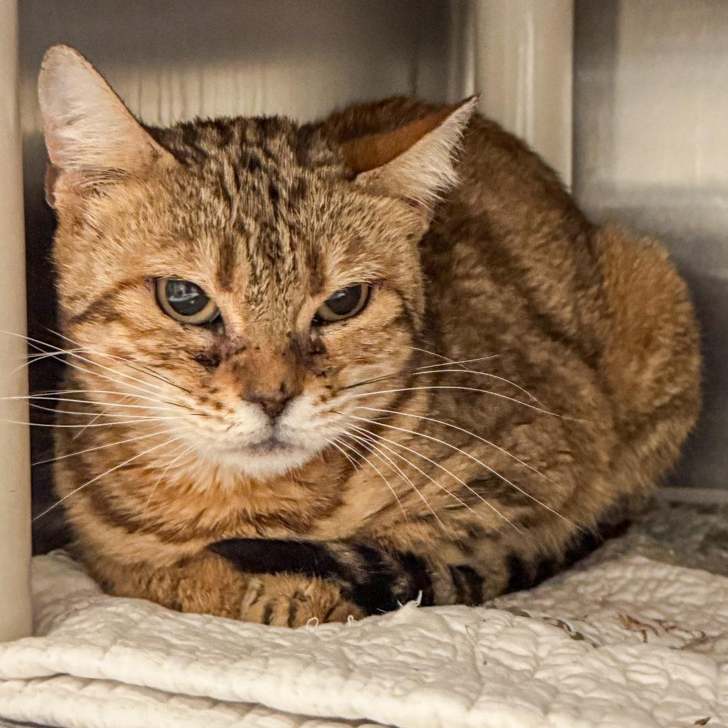 Enlarge Maggie *Avail by Appt*, a Adoptable Bengal in Kennebunk, ME image 2/2