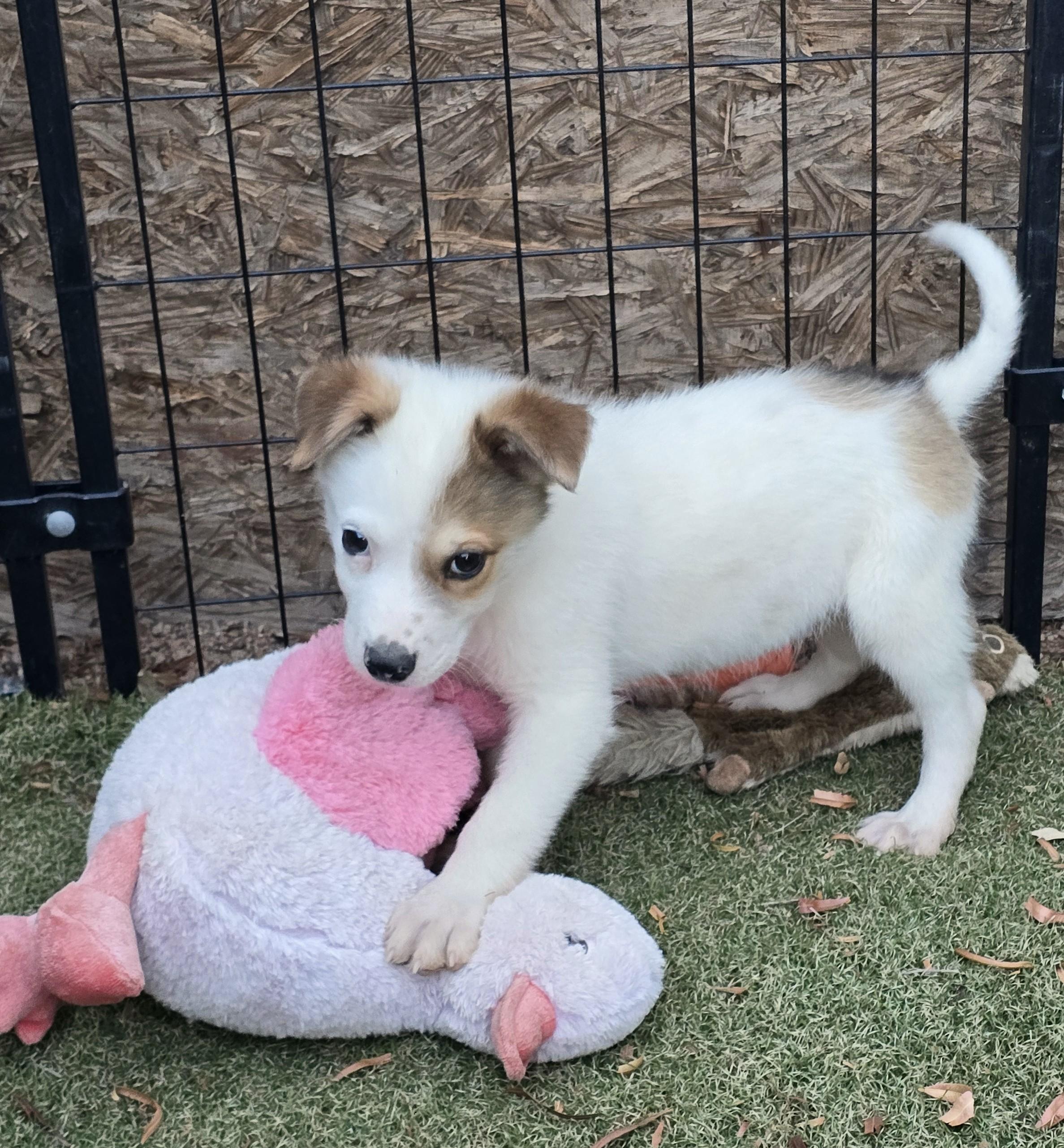 Enlarge Ron, a ADOPTABLE mixed breed in Apache Junction, AZ image 2/5