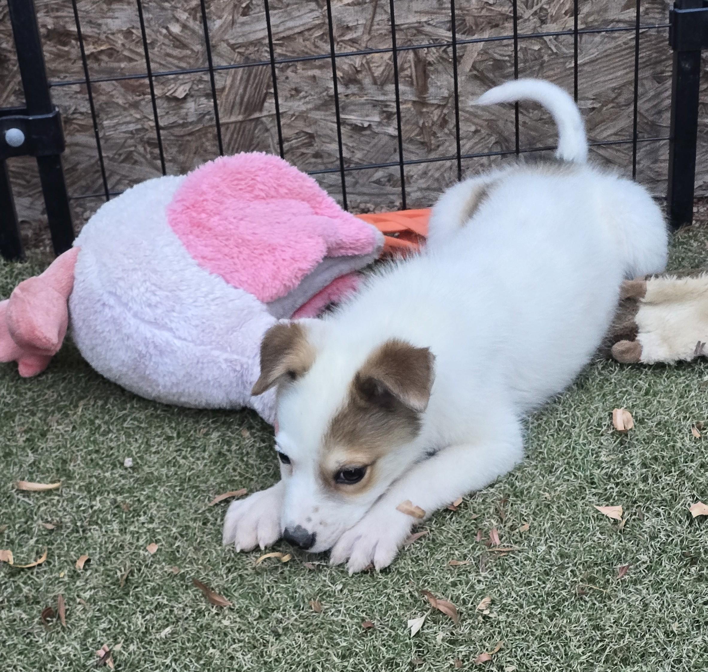 Enlarge Ron, a ADOPTABLE mixed breed in Apache Junction, AZ image 3/5
