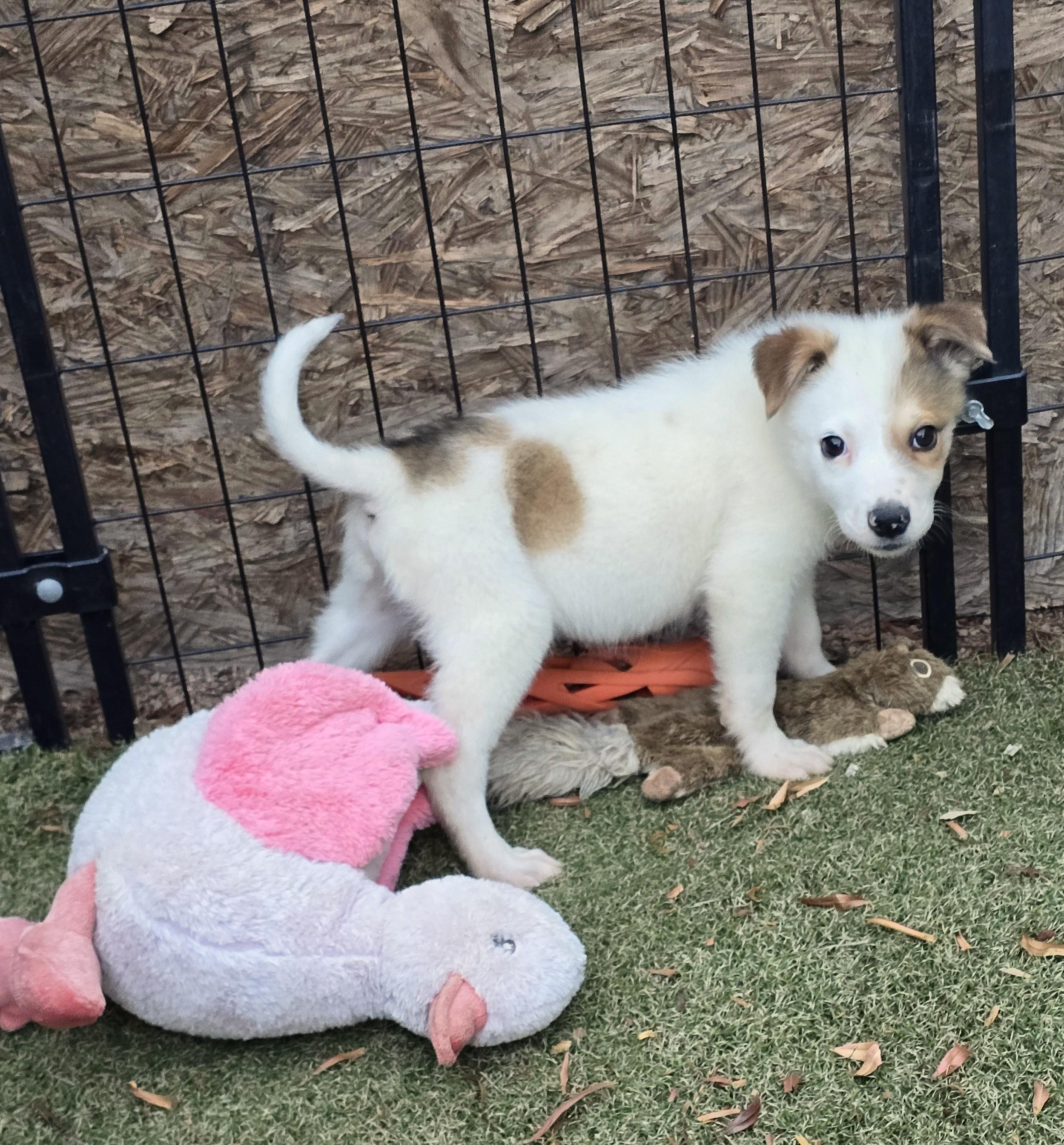 Ron, ADOPTABLE, Puppy Male Border Collie & Australian Shepherd.