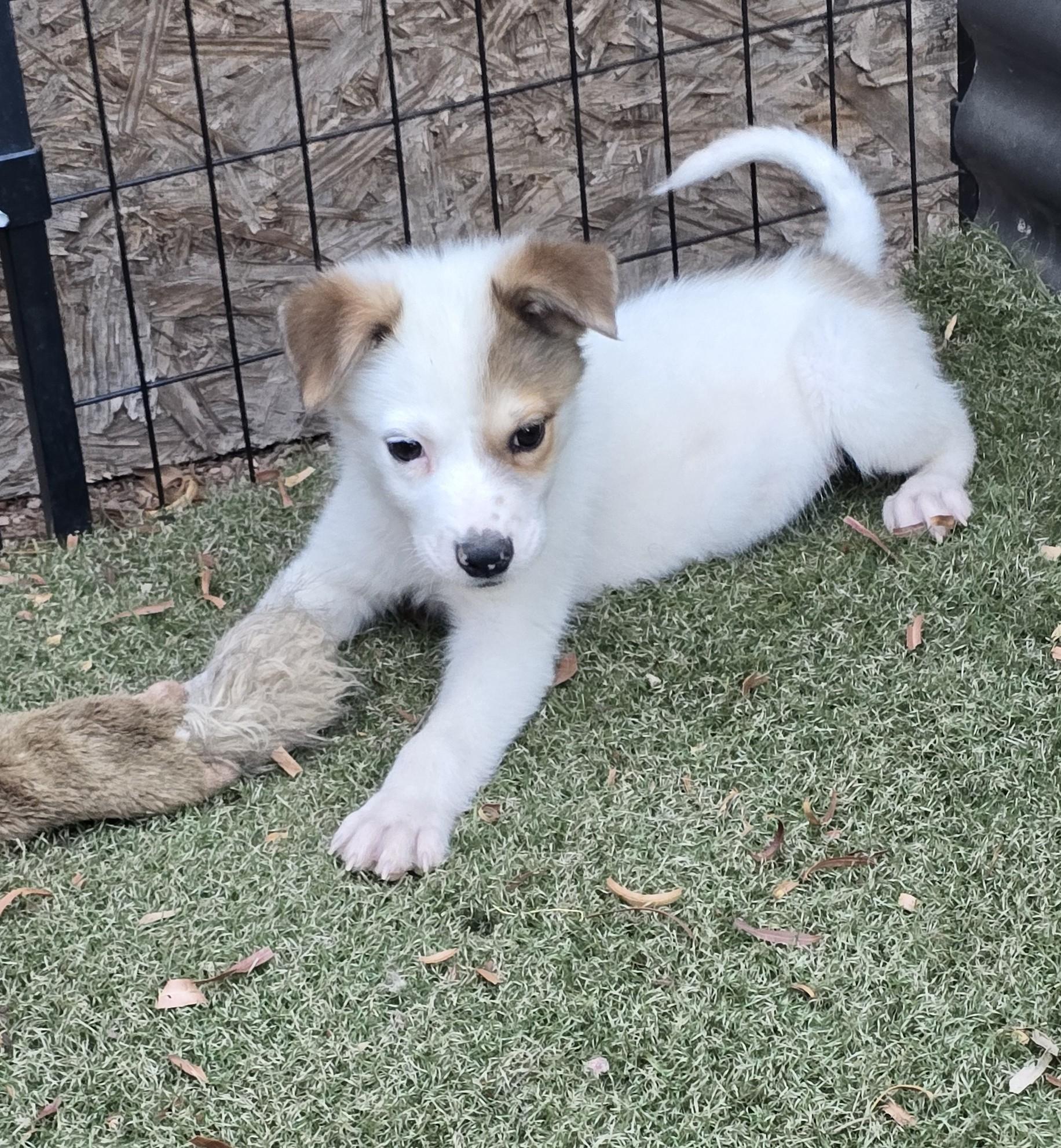 Enlarge Ron, a ADOPTABLE mixed breed in Apache Junction, AZ image 4/5
