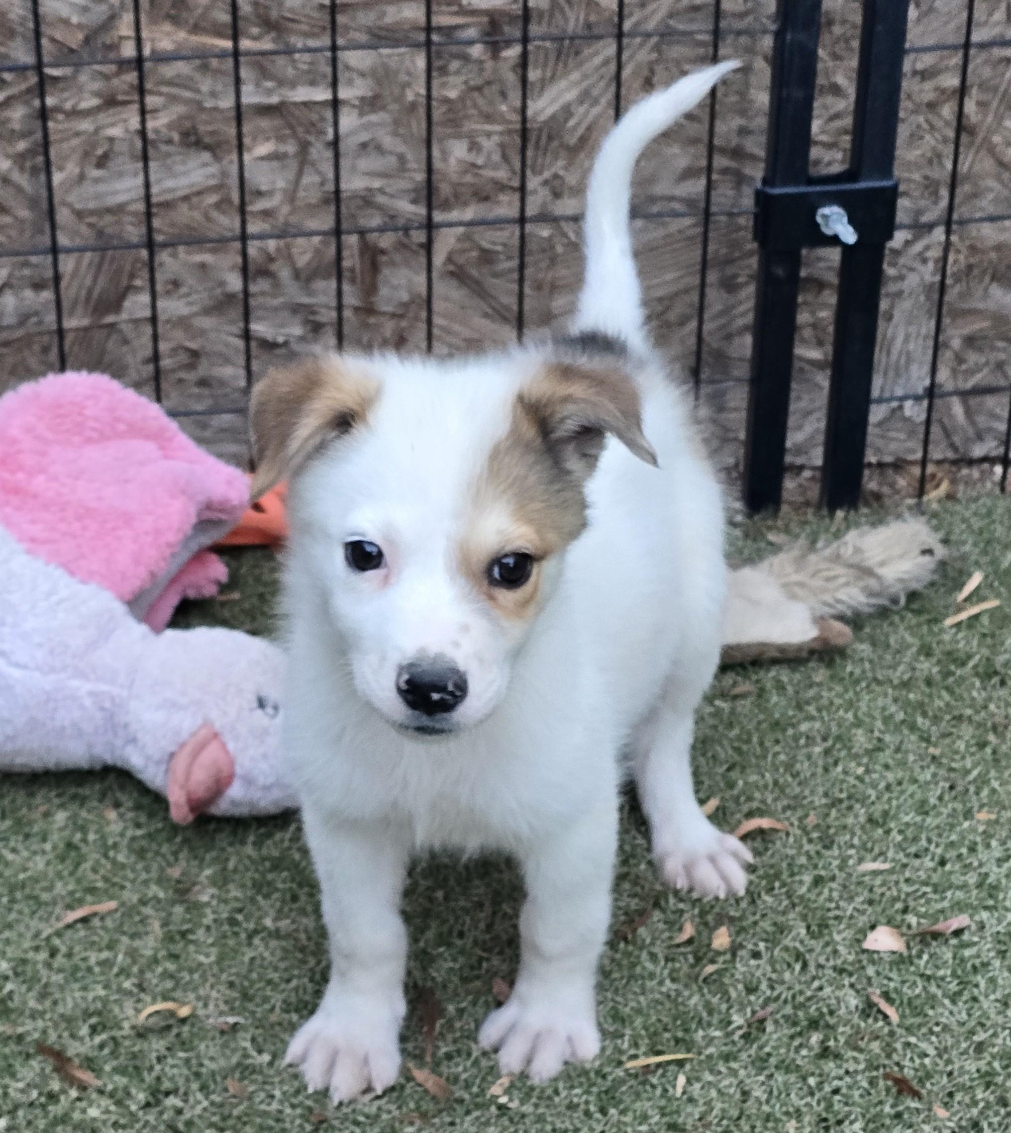 Enlarge Ron, a ADOPTABLE mixed breed in Apache Junction, AZ image 5/5
