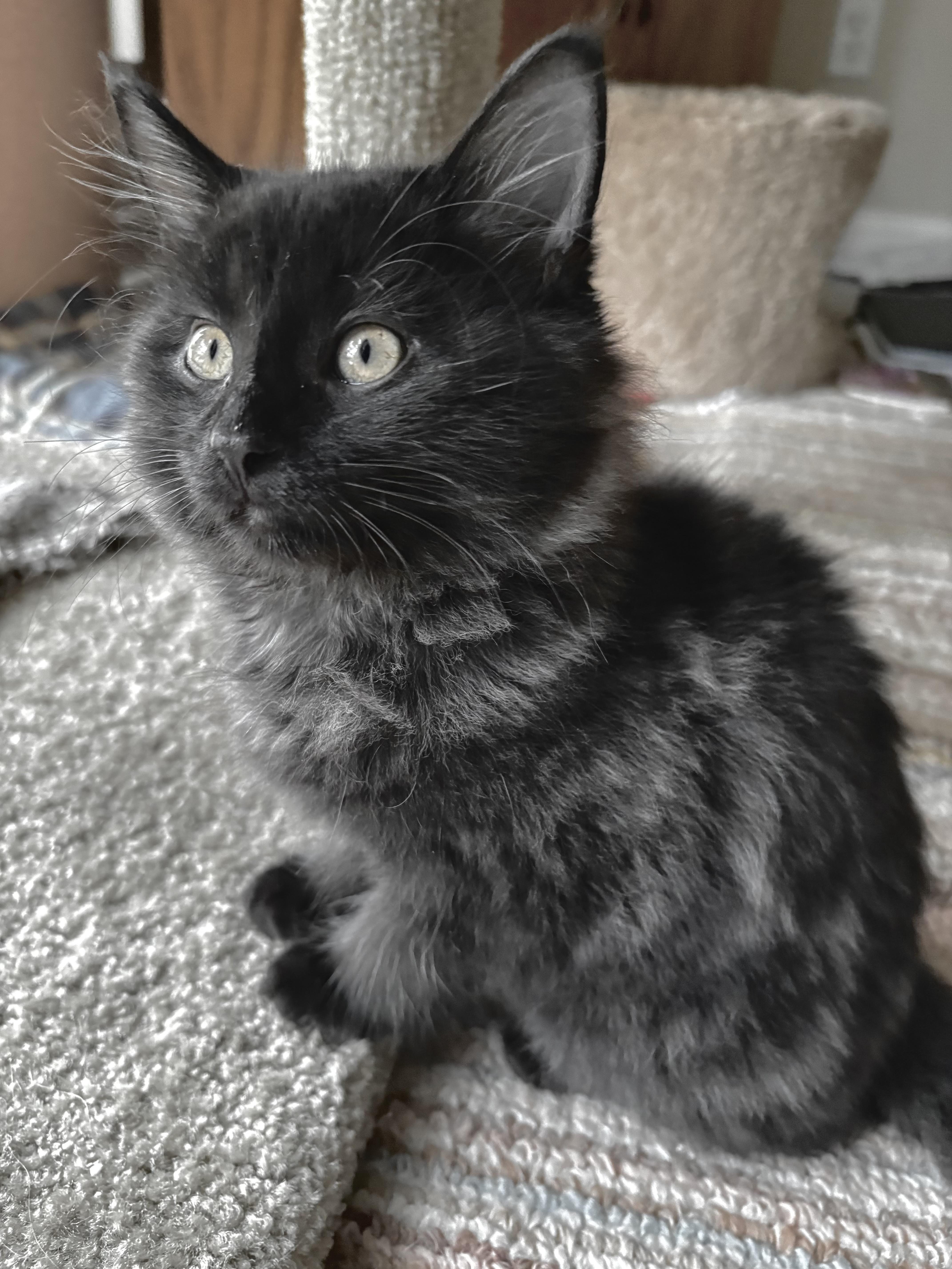 Enlarge Smoke, a Adoptable Domestic Long Hair in Crown Point, IN image 1/1
