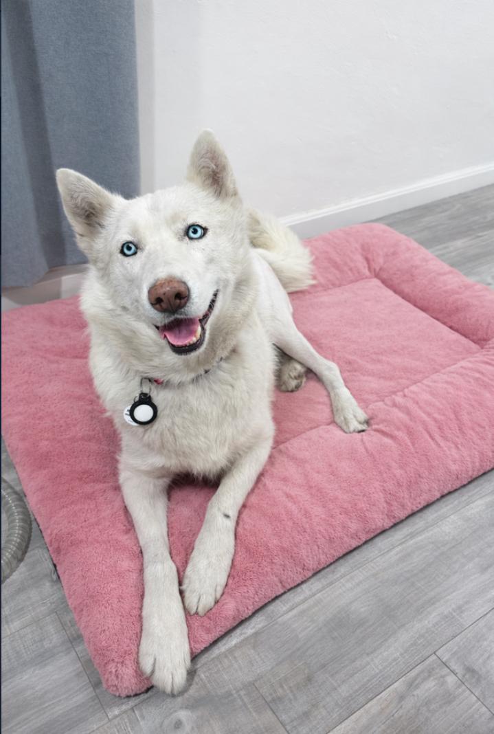 Sadie, ADOPTABLE, Adult Female Siberian Husky.