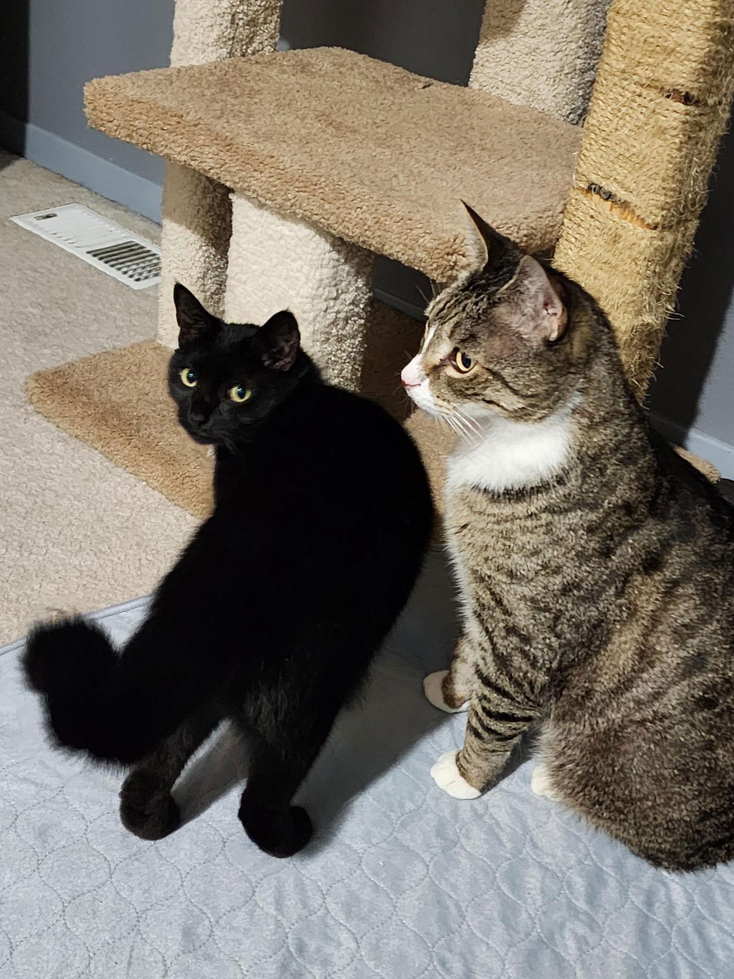 Silka, Adopted, Adult Female Domestic Medium Hair.