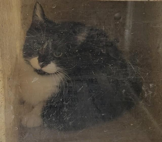 JESSIE, Adoptable, Adult Female Domestic Medium Hair & Domestic Short Hair.