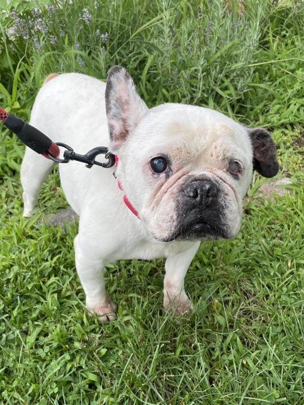Enlarge Maggie, a Adoptable French Bulldog in Oakland, NJ image 2/2