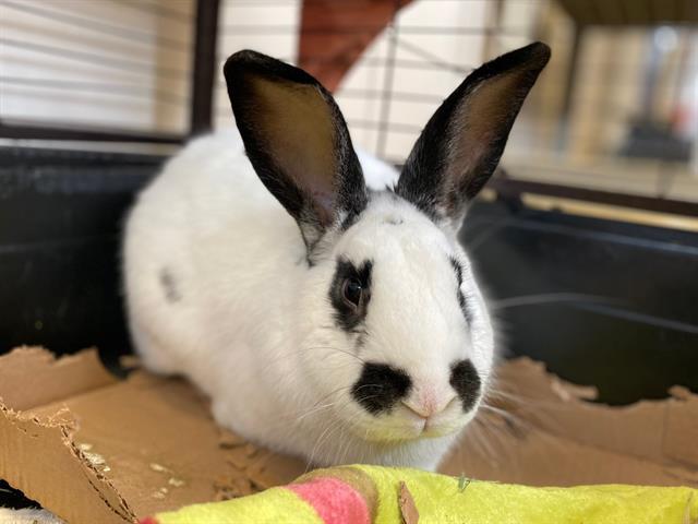 Enlarge RUBEUS, a Adoptable Bunny Rabbit in Fort Wayne, IN image 1/1