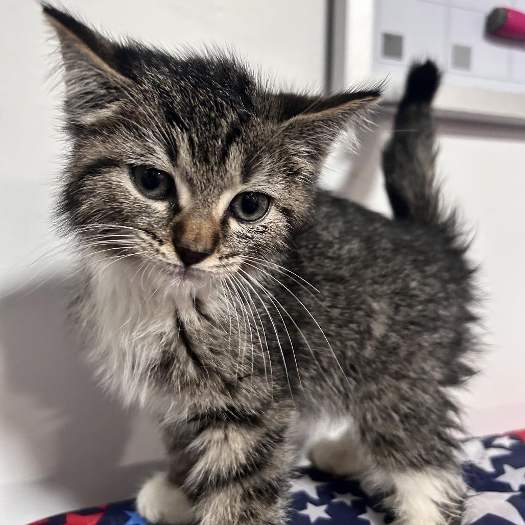Penta, Adoptable, Kitten Male Domestic Short Hair.