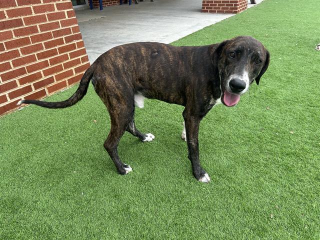 Enlarge CLYDE, a Adoptable mixed breed in Grand Prairie, TX image 1/1