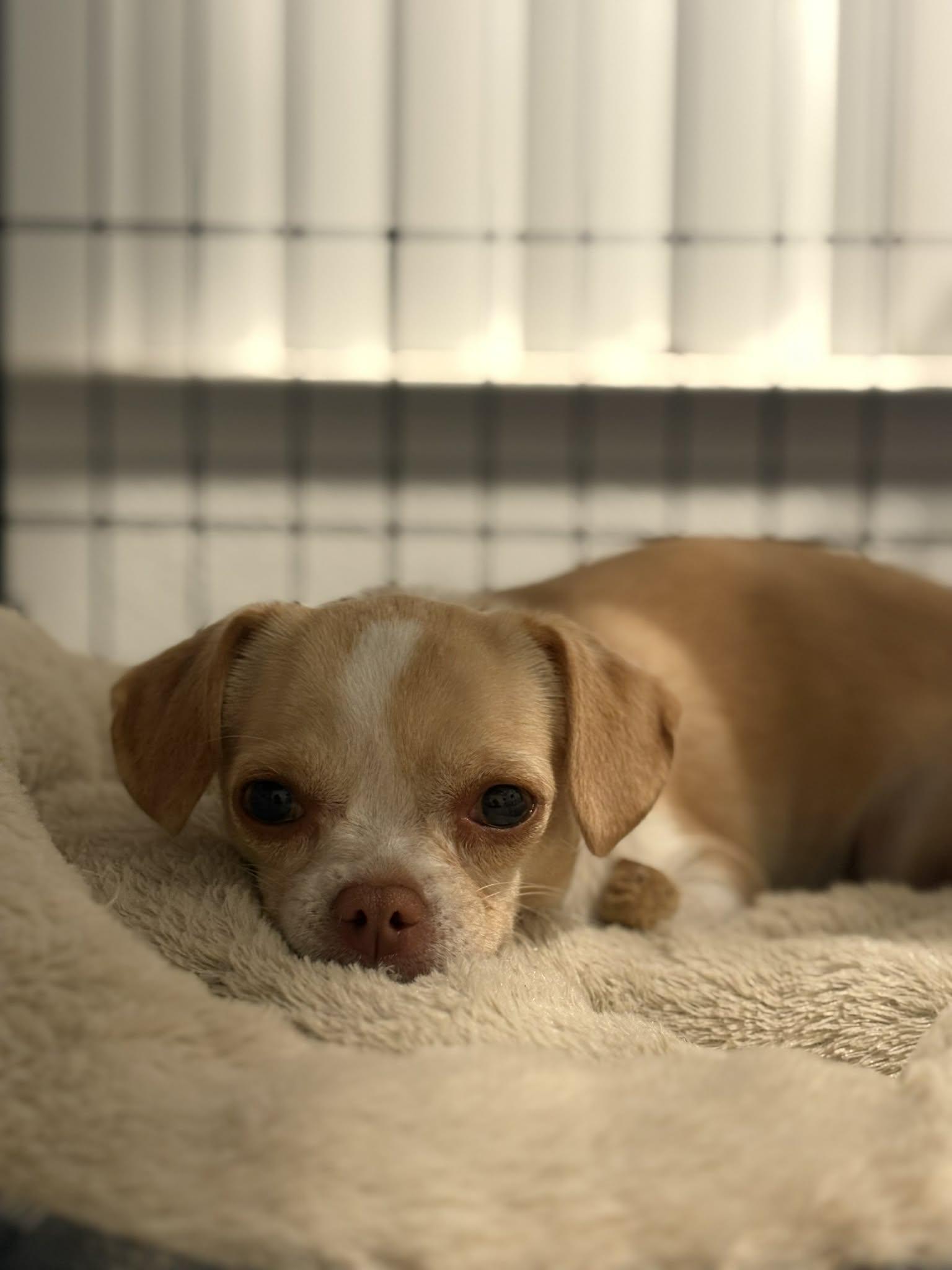 Regina, Adoptable, Adult Female Chihuahua.