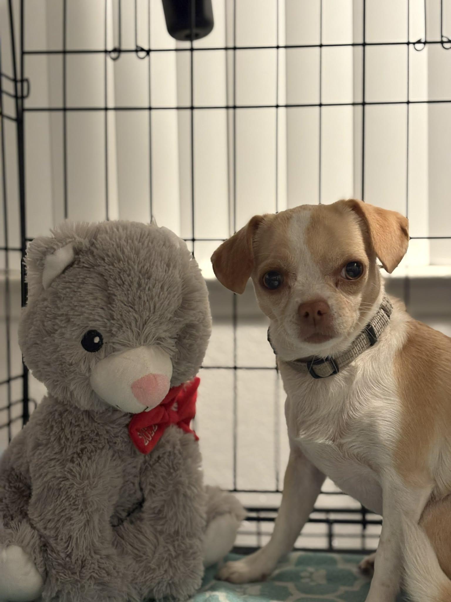 Enlarge Regina, a Adoptable Chihuahua in Visalia, CA image 2/3