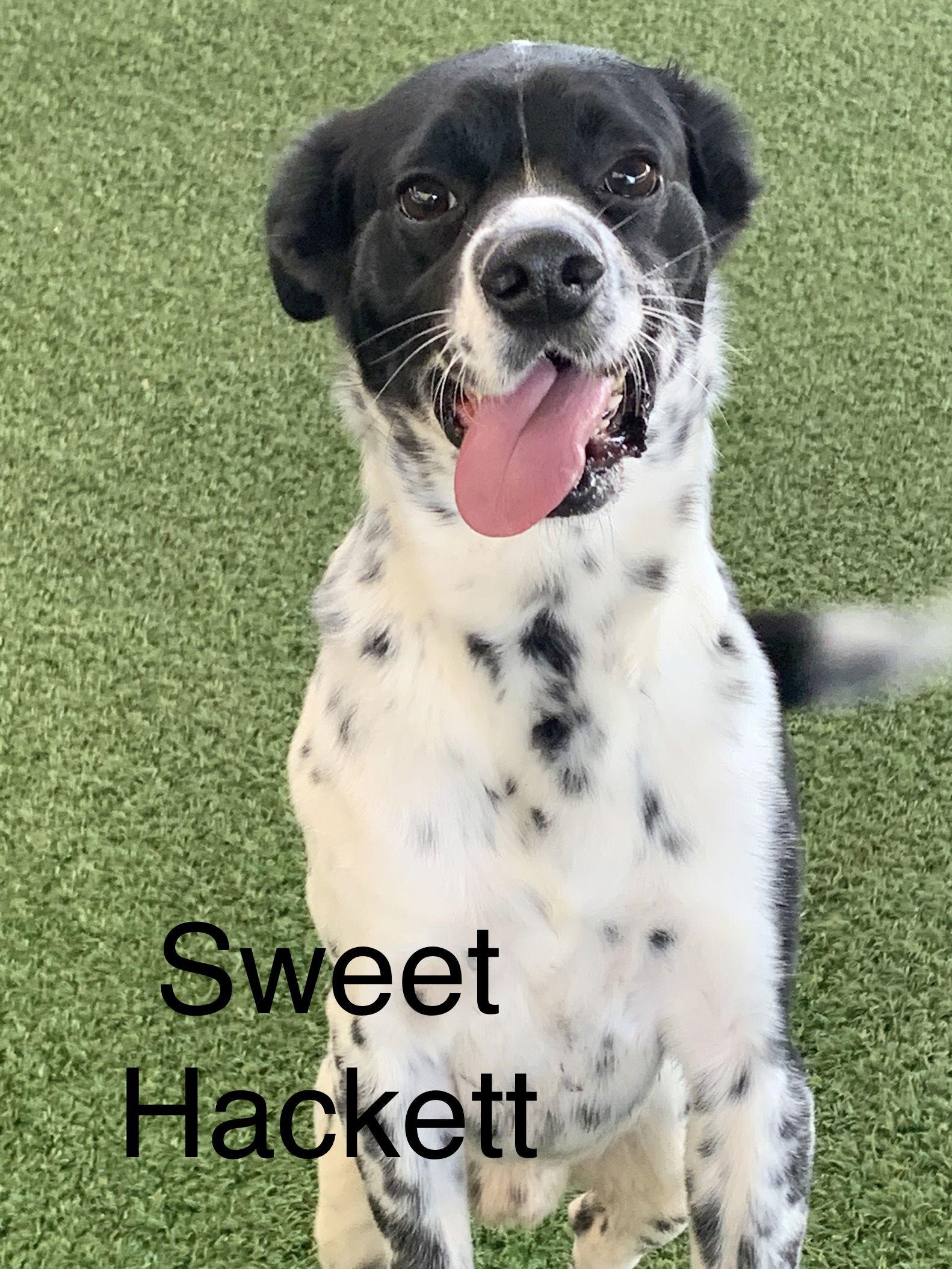 Hackett, Adoptable, Adult Male Terrier.