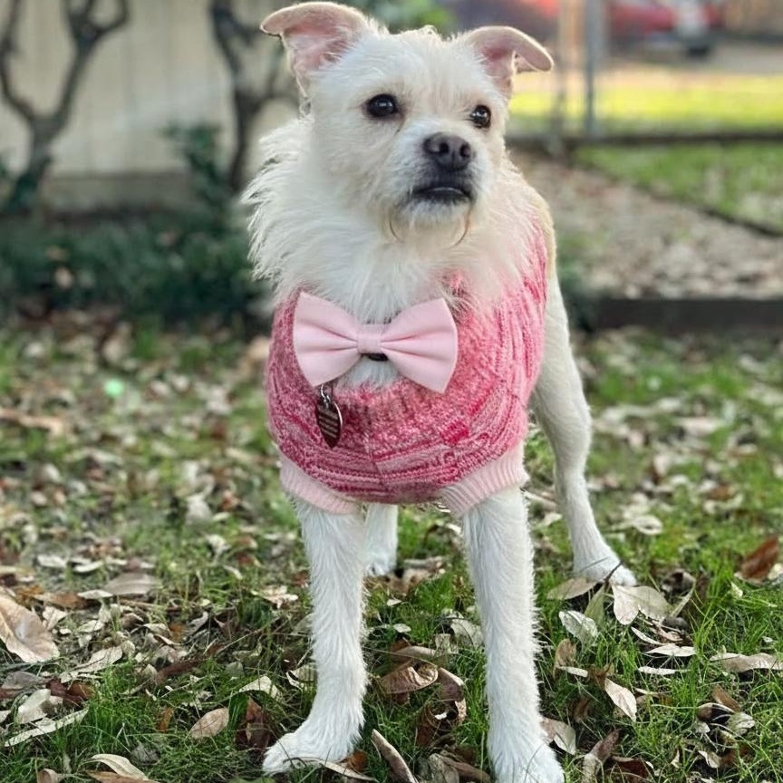 Enlarge Lainey , a ADOPTABLE mixed breed in Fort Worth, TX image 1/4