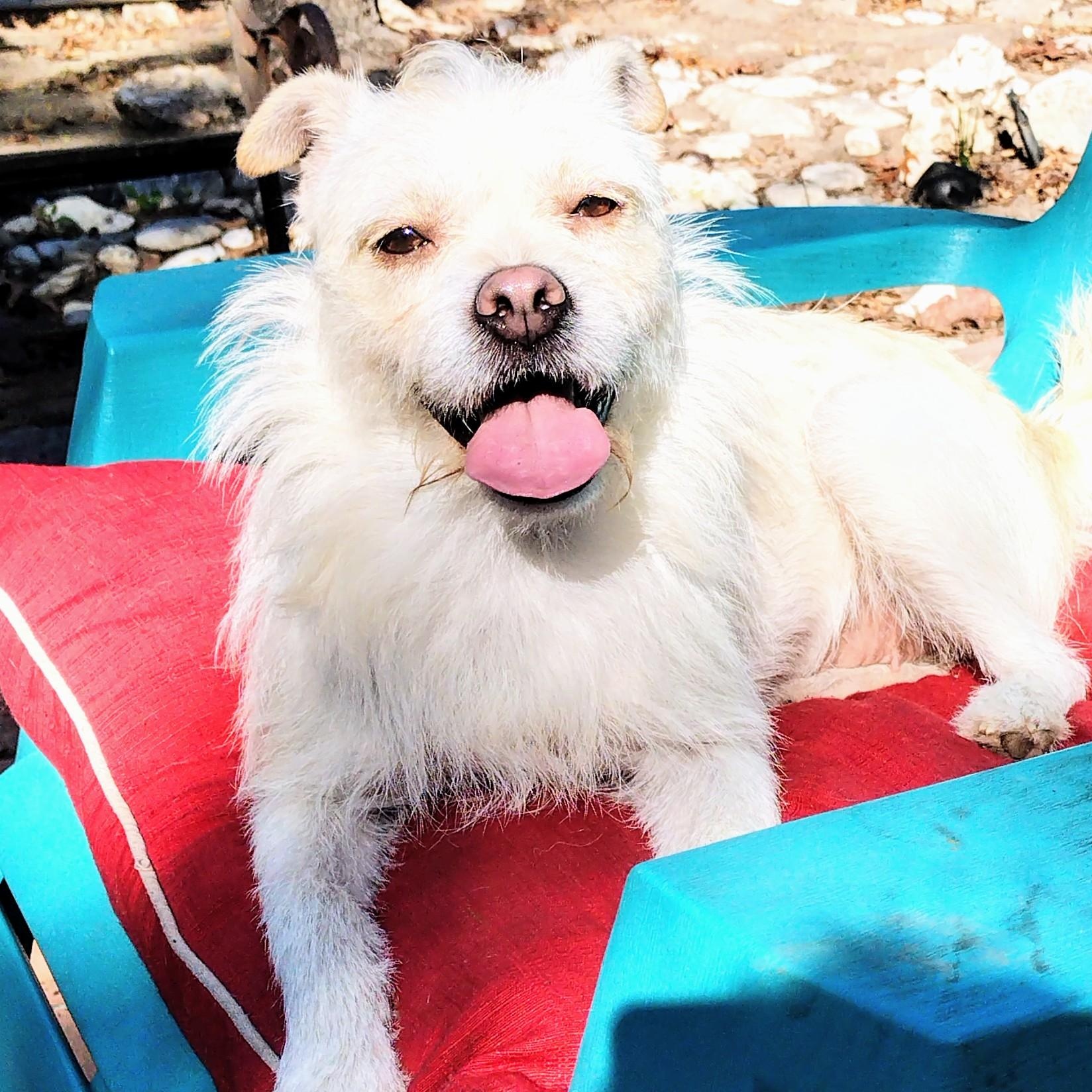 Enlarge Lainey , a ADOPTABLE mixed breed in Fort Worth, TX image 2/4