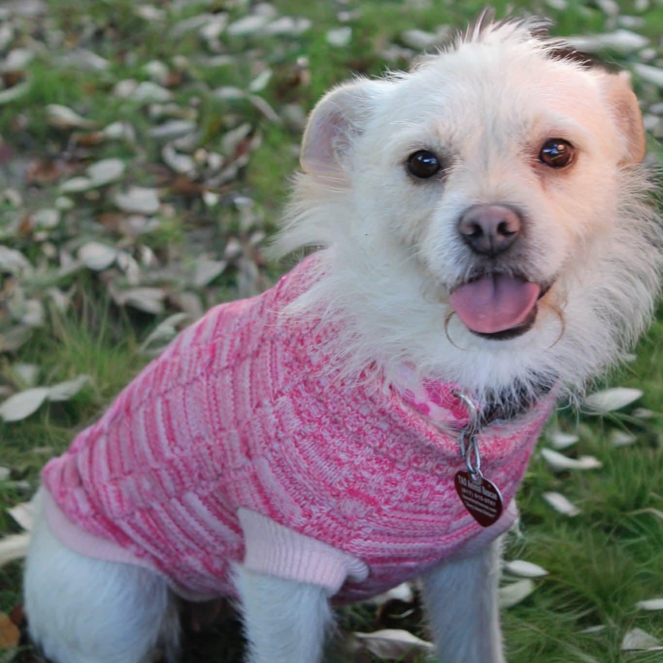 Enlarge Lainey , a ADOPTABLE mixed breed in Fort Worth, TX image 3/4