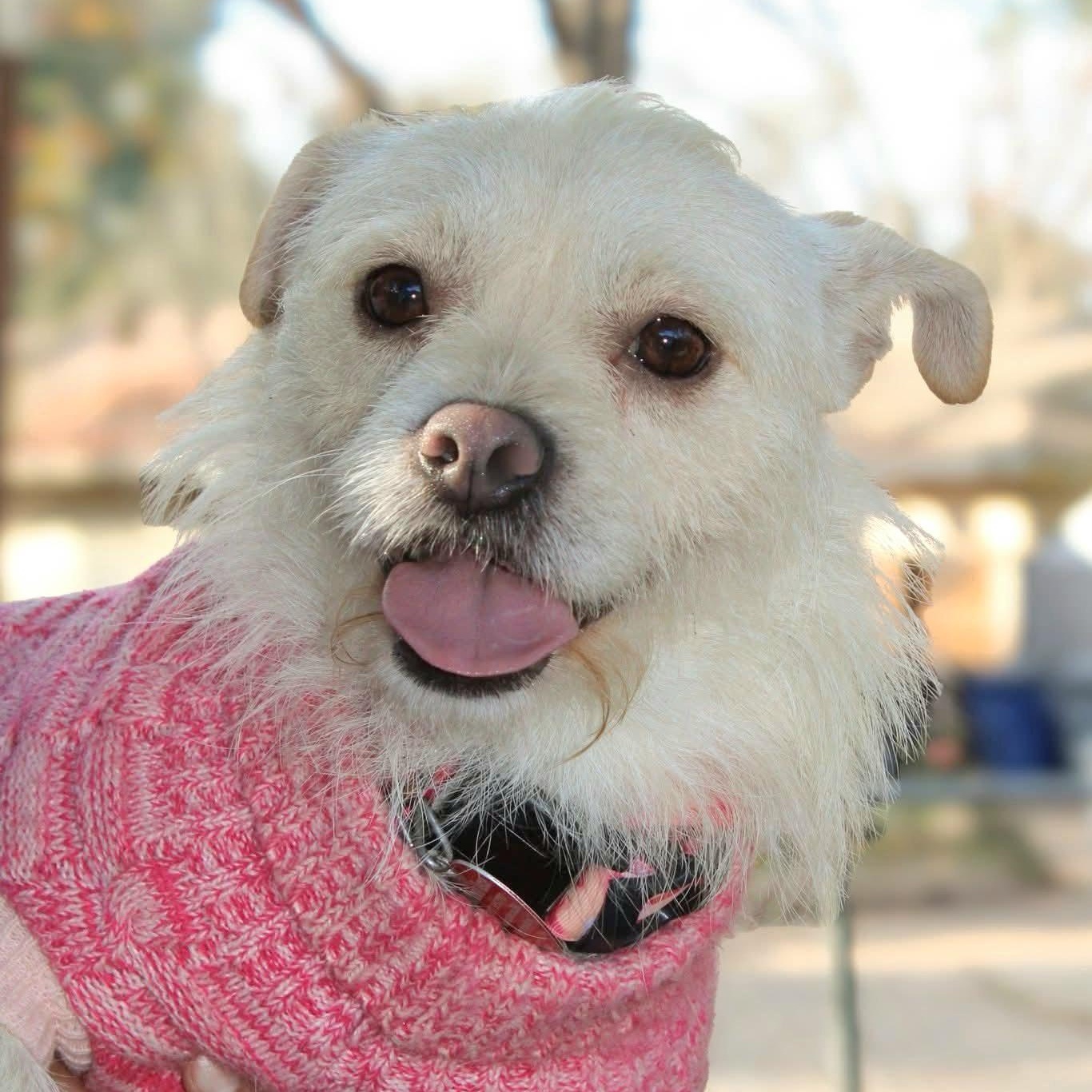 Enlarge Lainey , a ADOPTABLE mixed breed in Fort Worth, TX image 4/4
