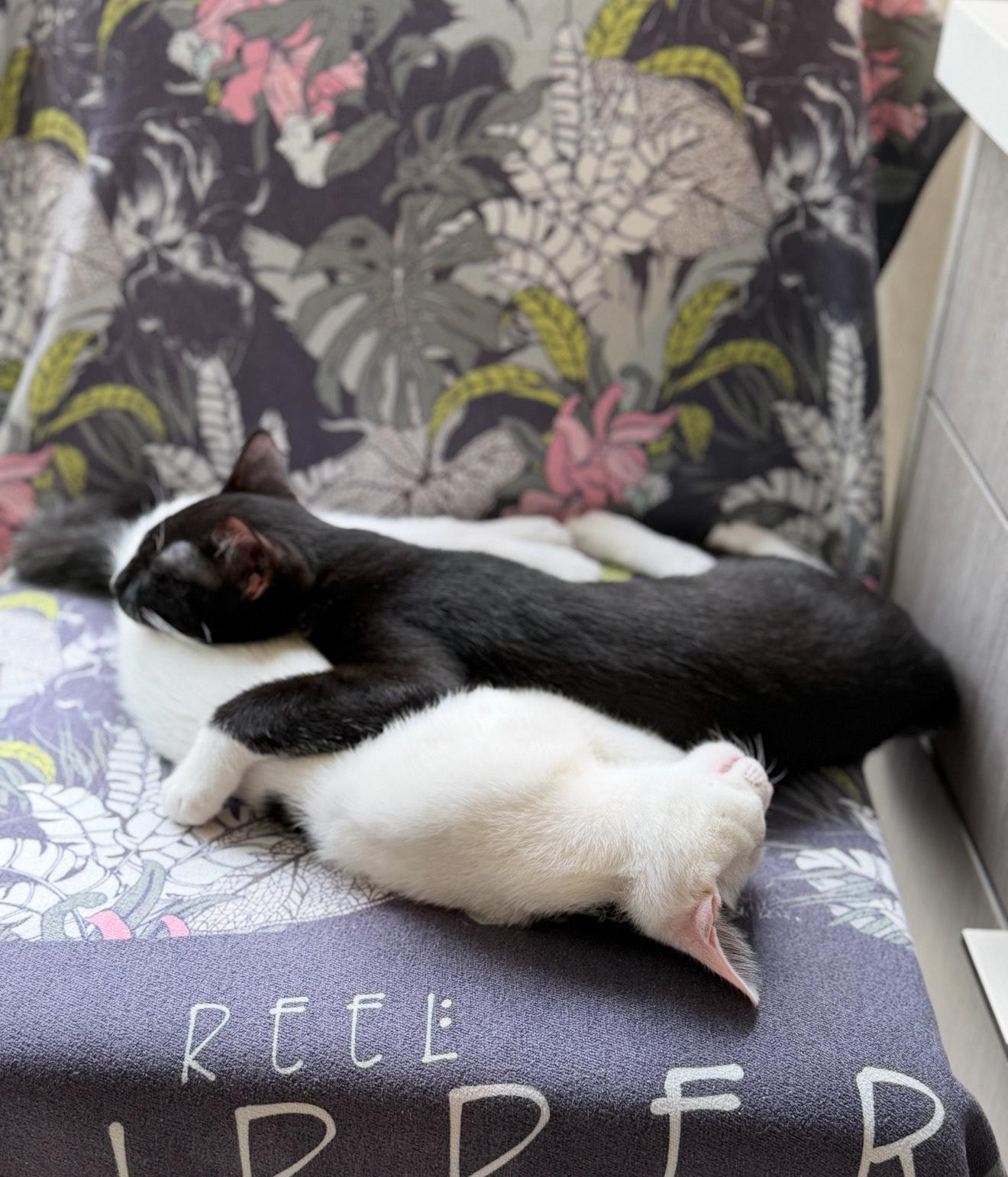 Mia & Marley - BONDED