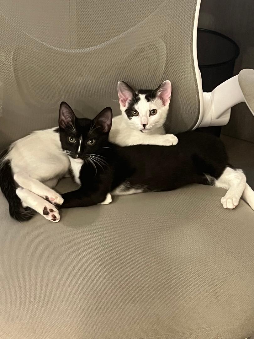 Mia & Marley - BONDED